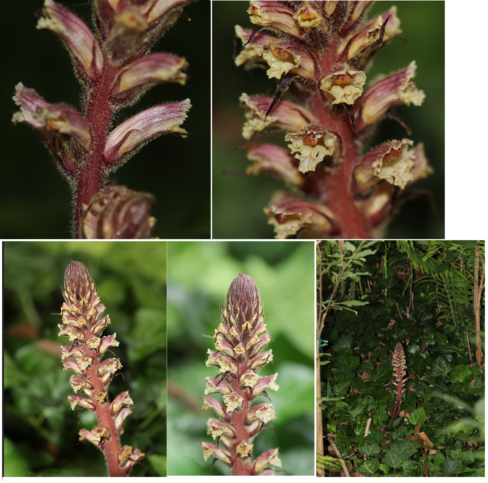 Orobanche_hederaea.jpg