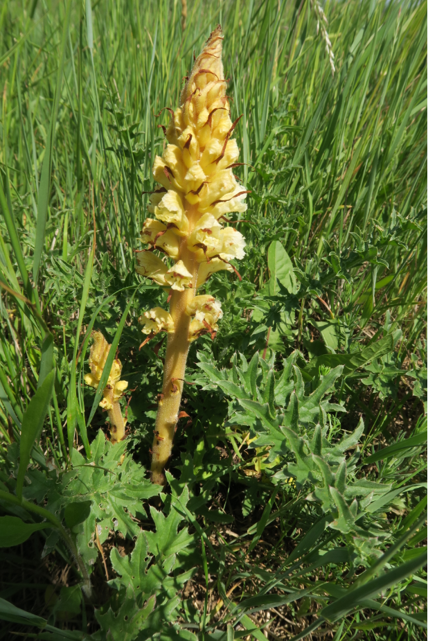 0 Orobanche reticulata Screenshot.png