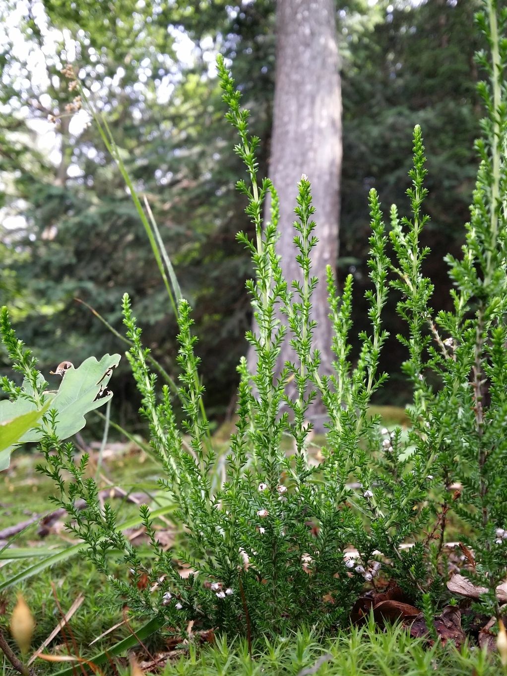 20200619_155515.jpg