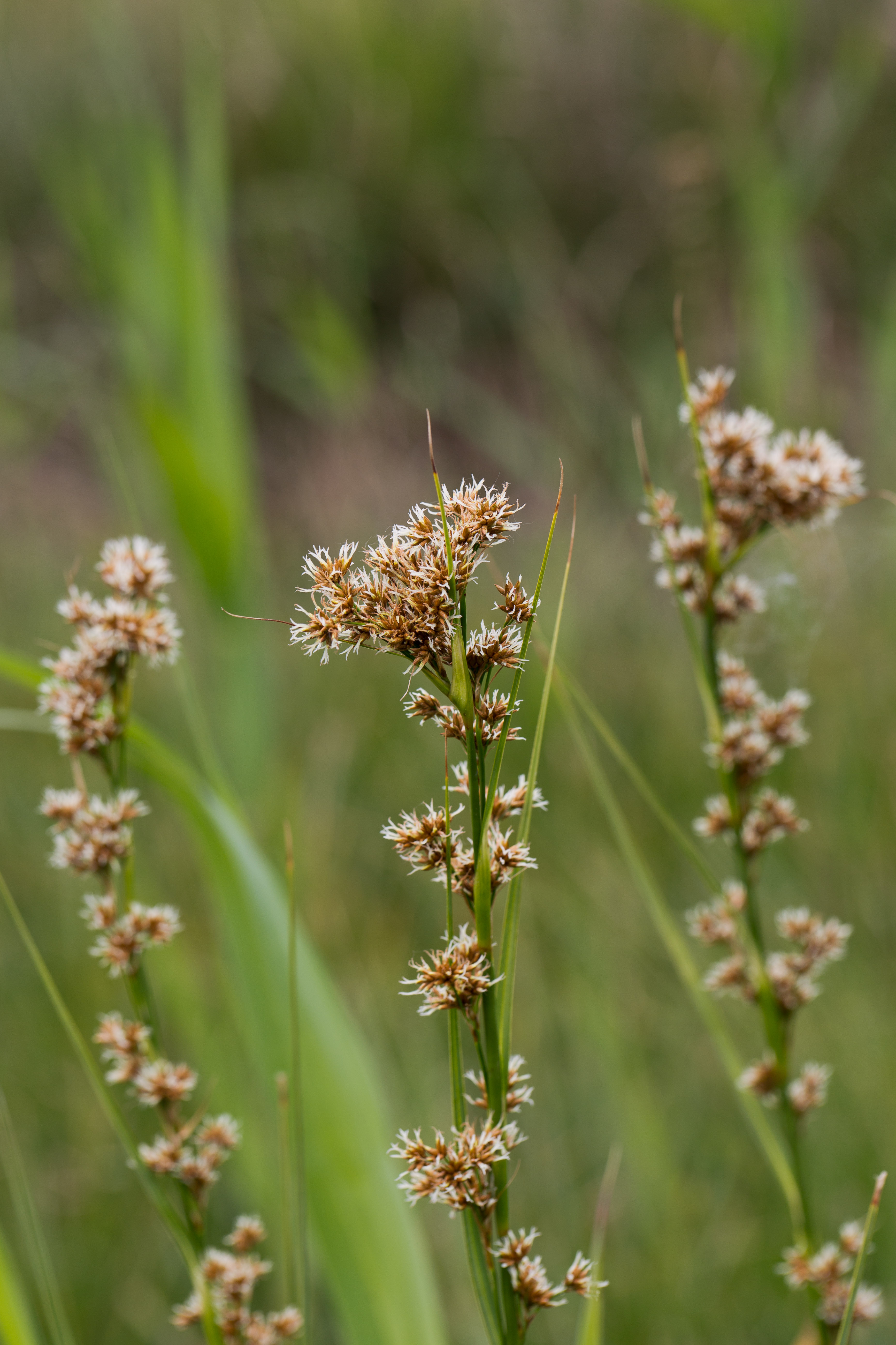 Cyperaceae_Cladium mariscus 1-2.jpg