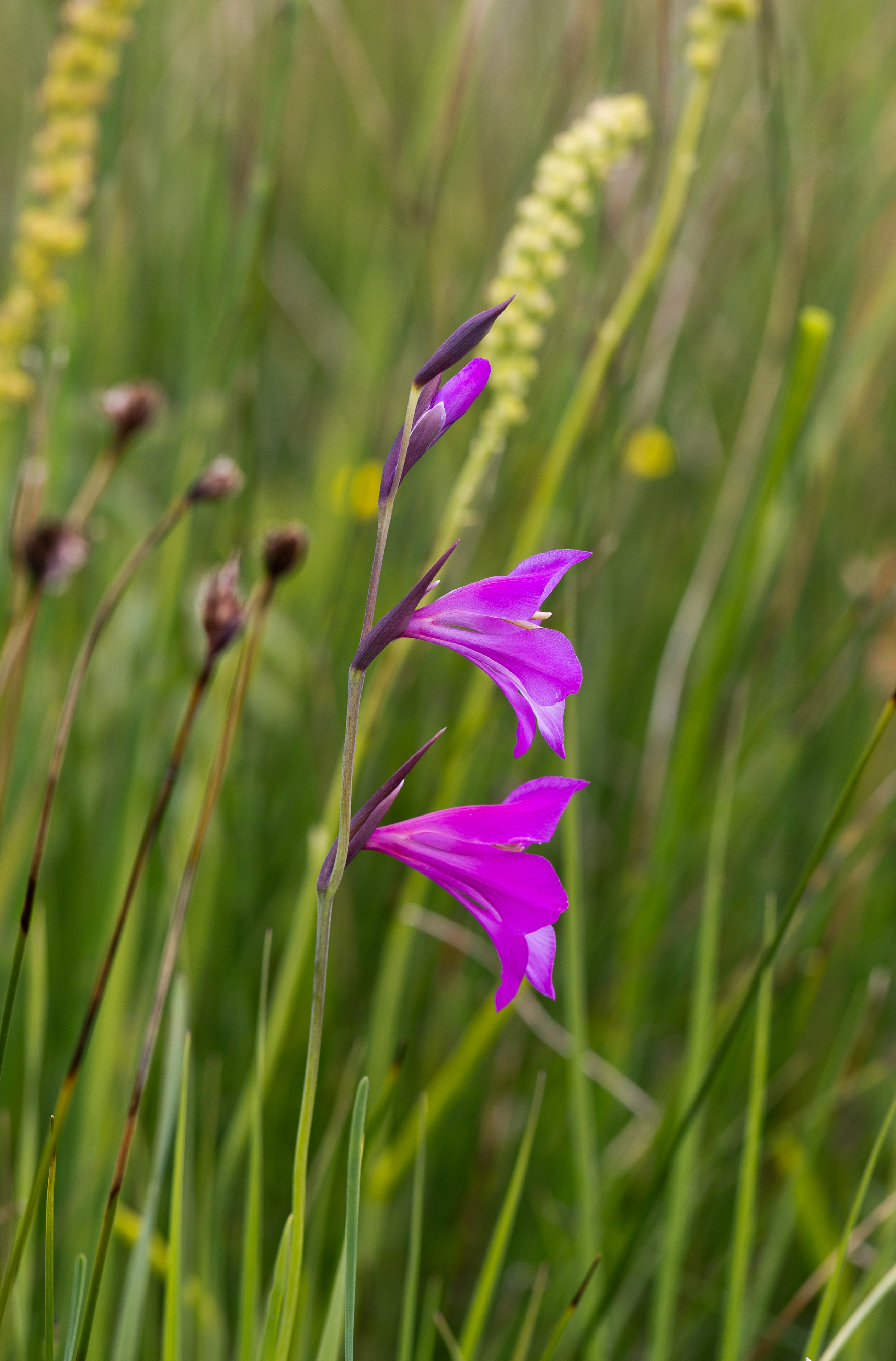 Iridaceae_Gladiolus palustris 1-2.jpg