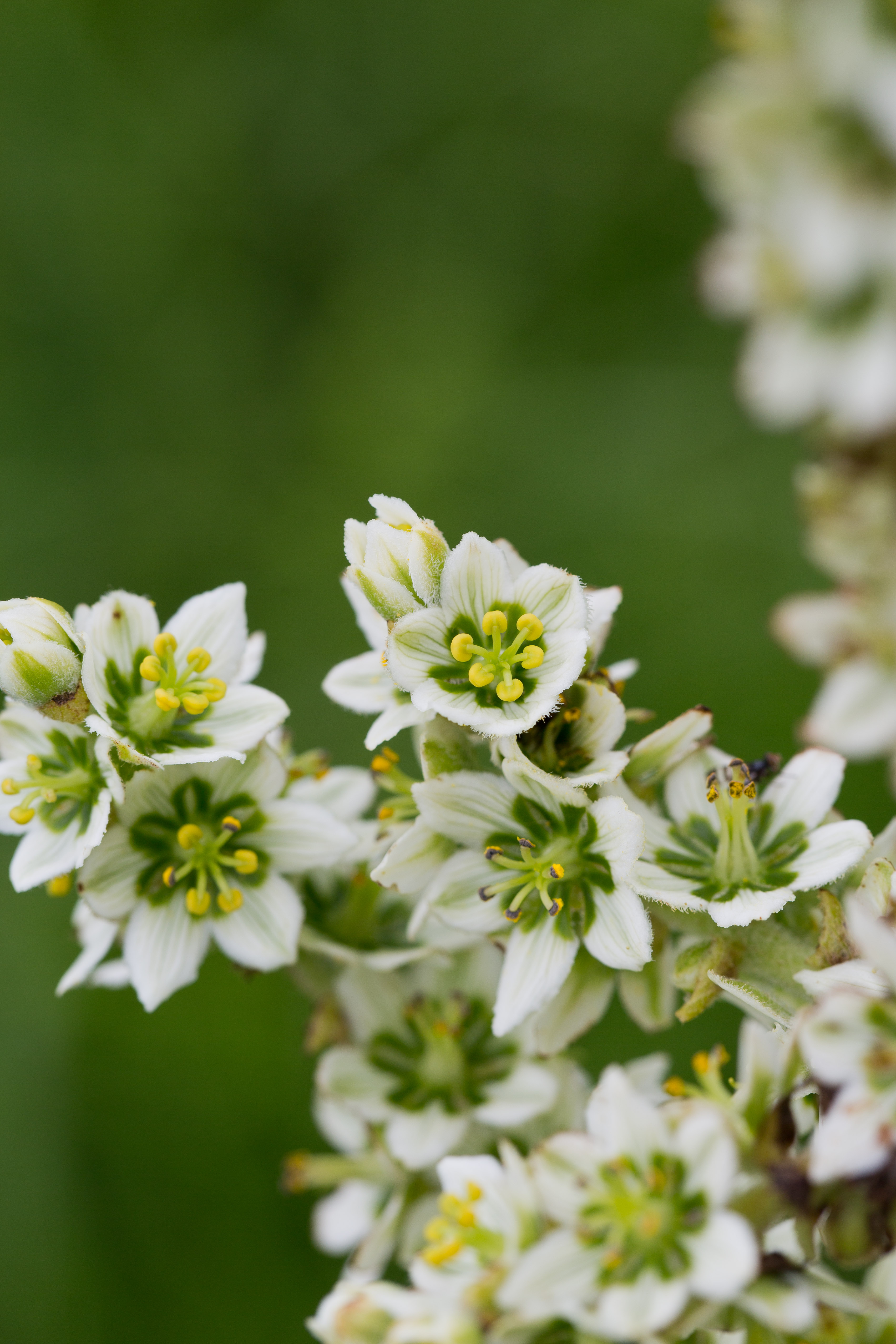 Melanthiaceae_Veratrum album 1-2.jpg