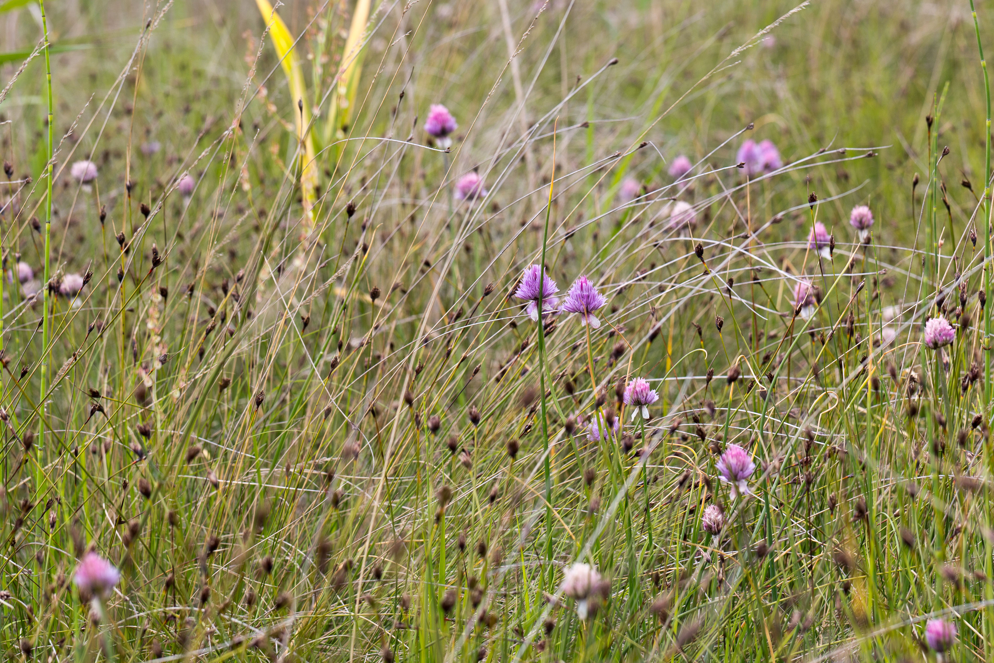 Moosbrunn_Allium und Schoenus 1-2.jpg