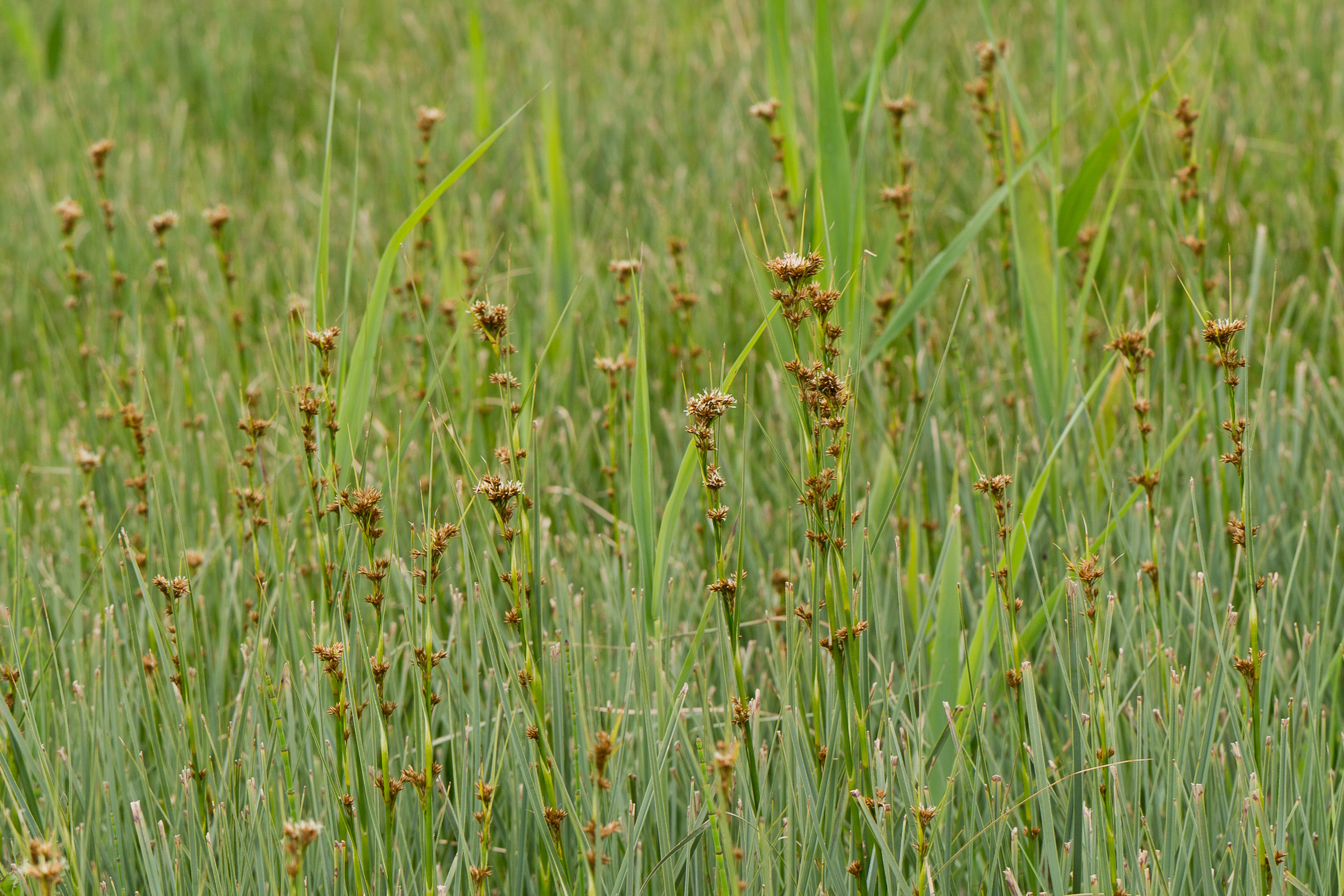 Cyperaceae_Cladium mariscus 3-2.jpg