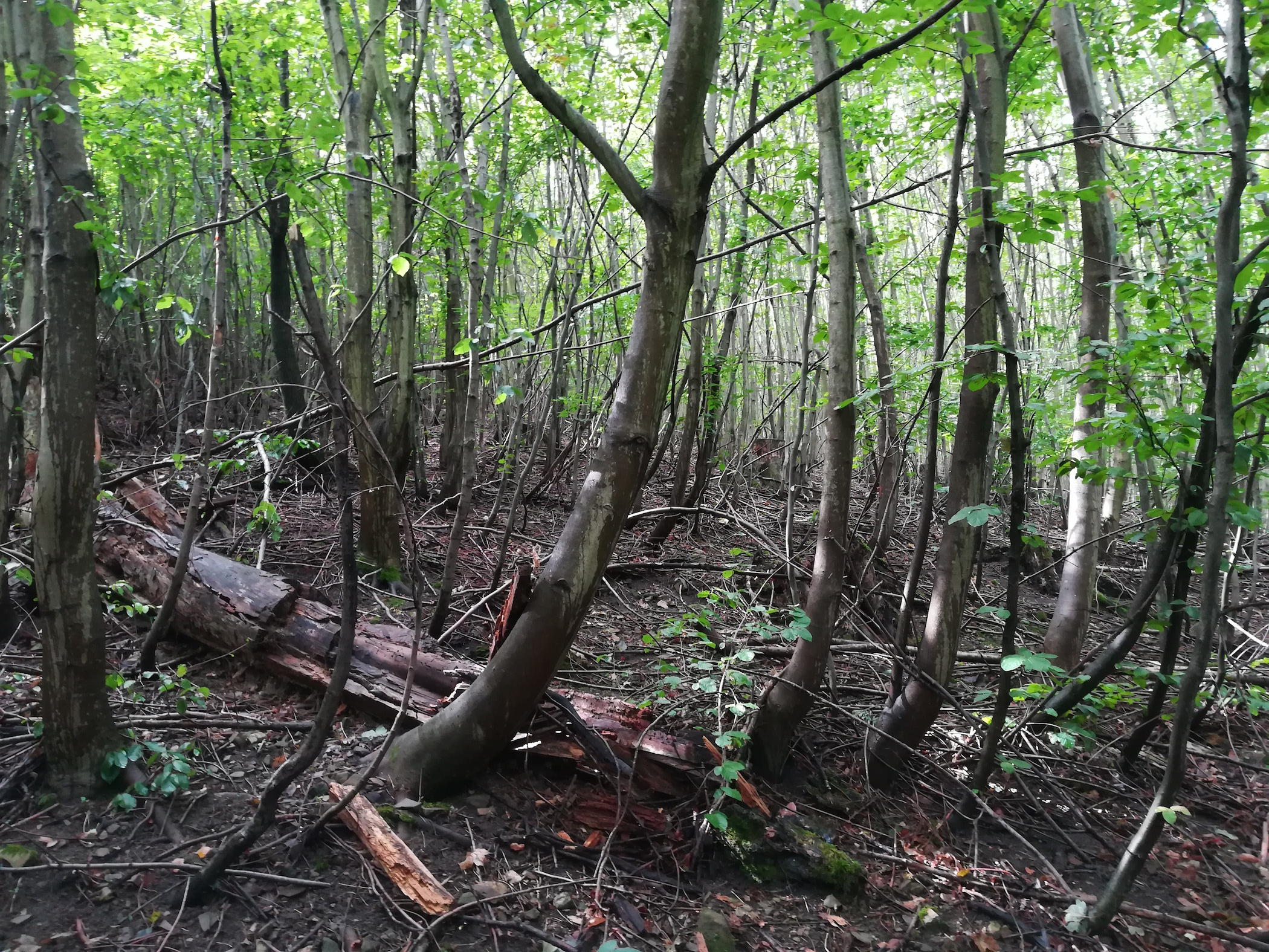 simonsberg wienerwald_20170820_113416.jpg