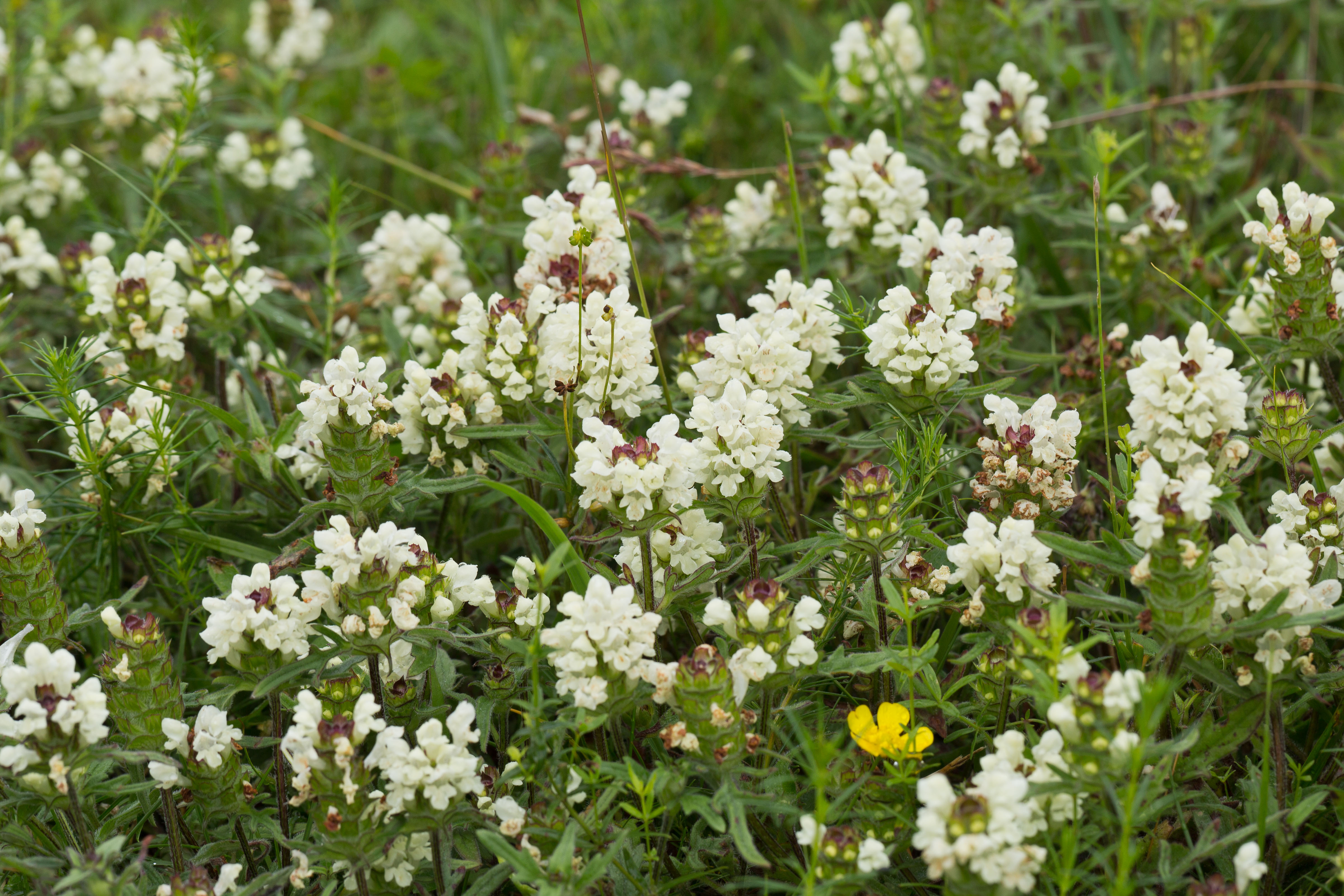 Lamiaceae_Prunella laciniata 1-2.jpg