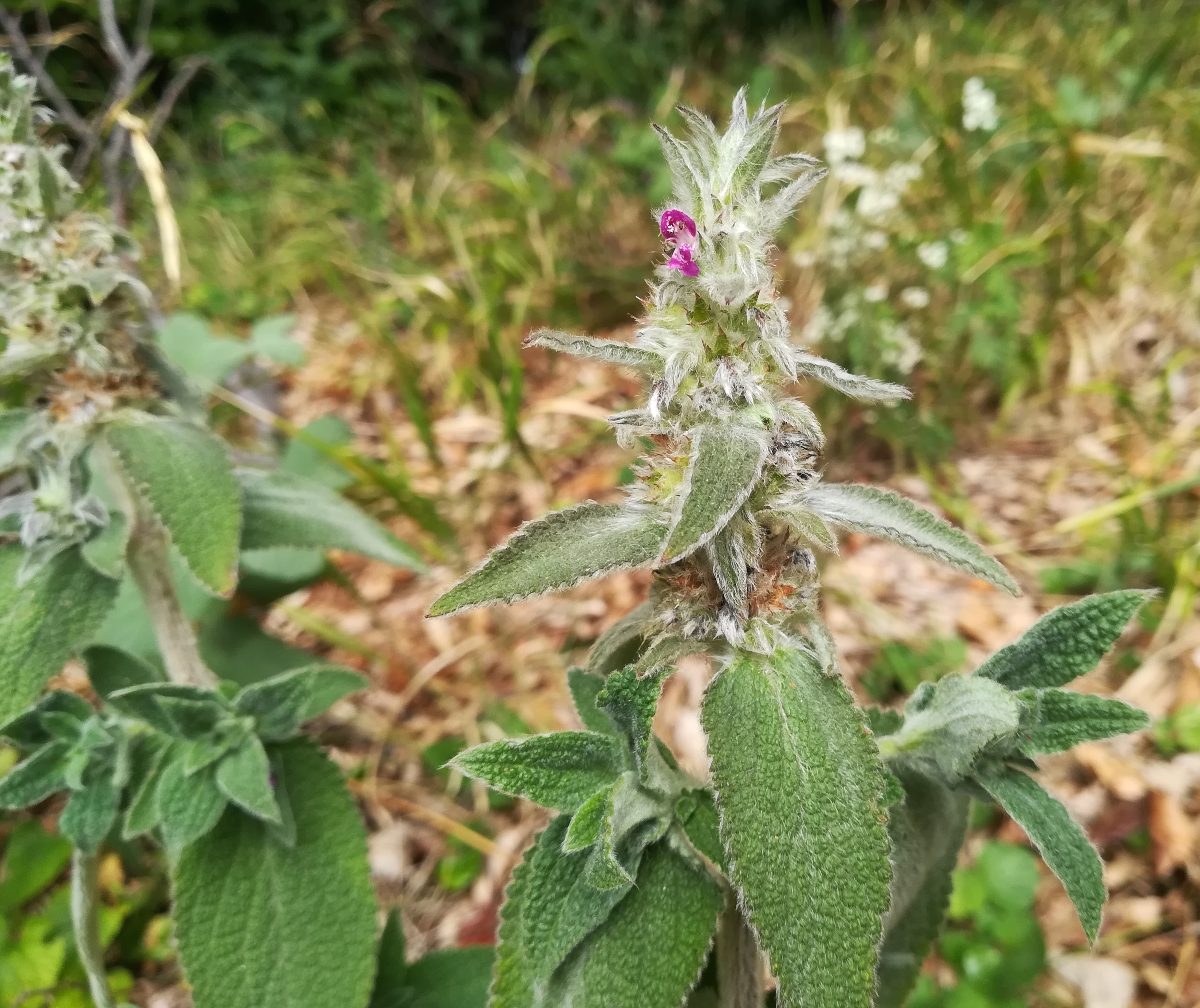 stachys germanica simonsberg wienerwald_20170820_121019.jpg