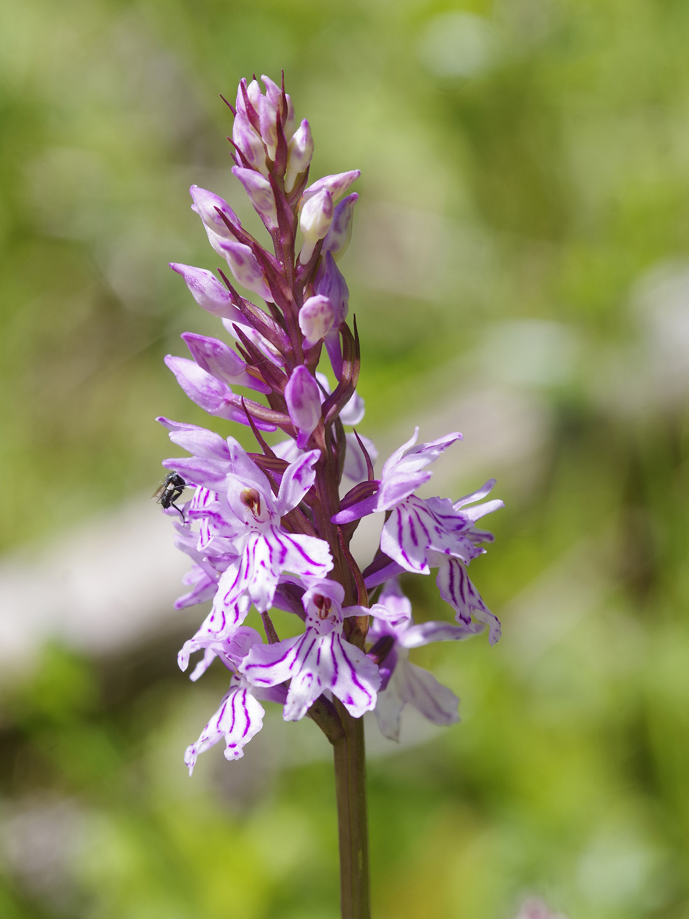 Dactylorhiza fuchsii3_hubenhalt.jpg