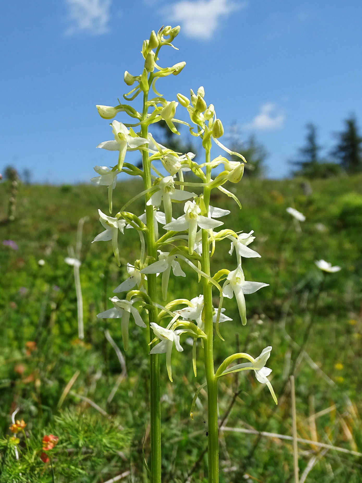 platanthera bifolia4_hubenhalt.jpg