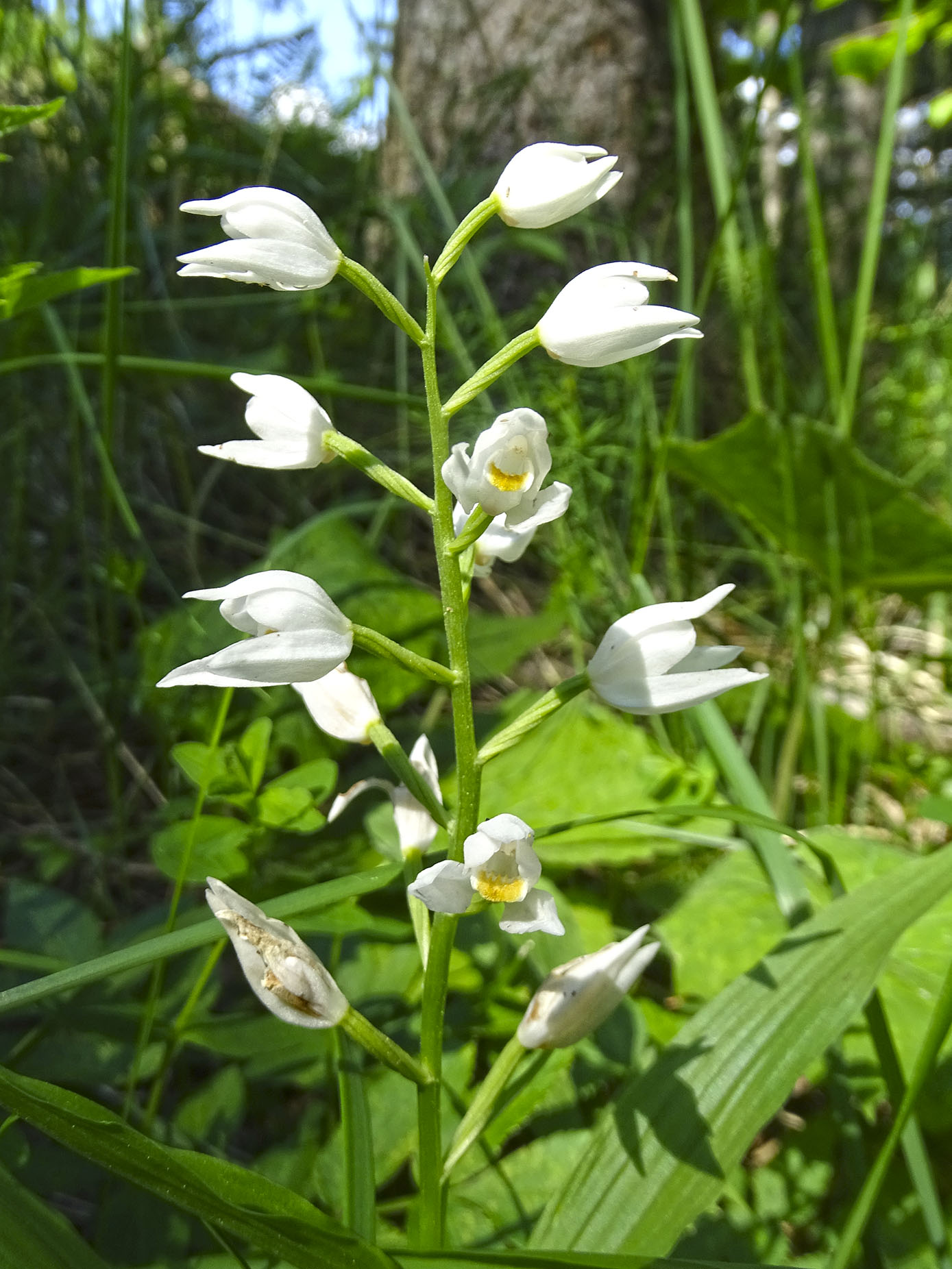 cephalanthera longifolia_hubenhalt.jpg