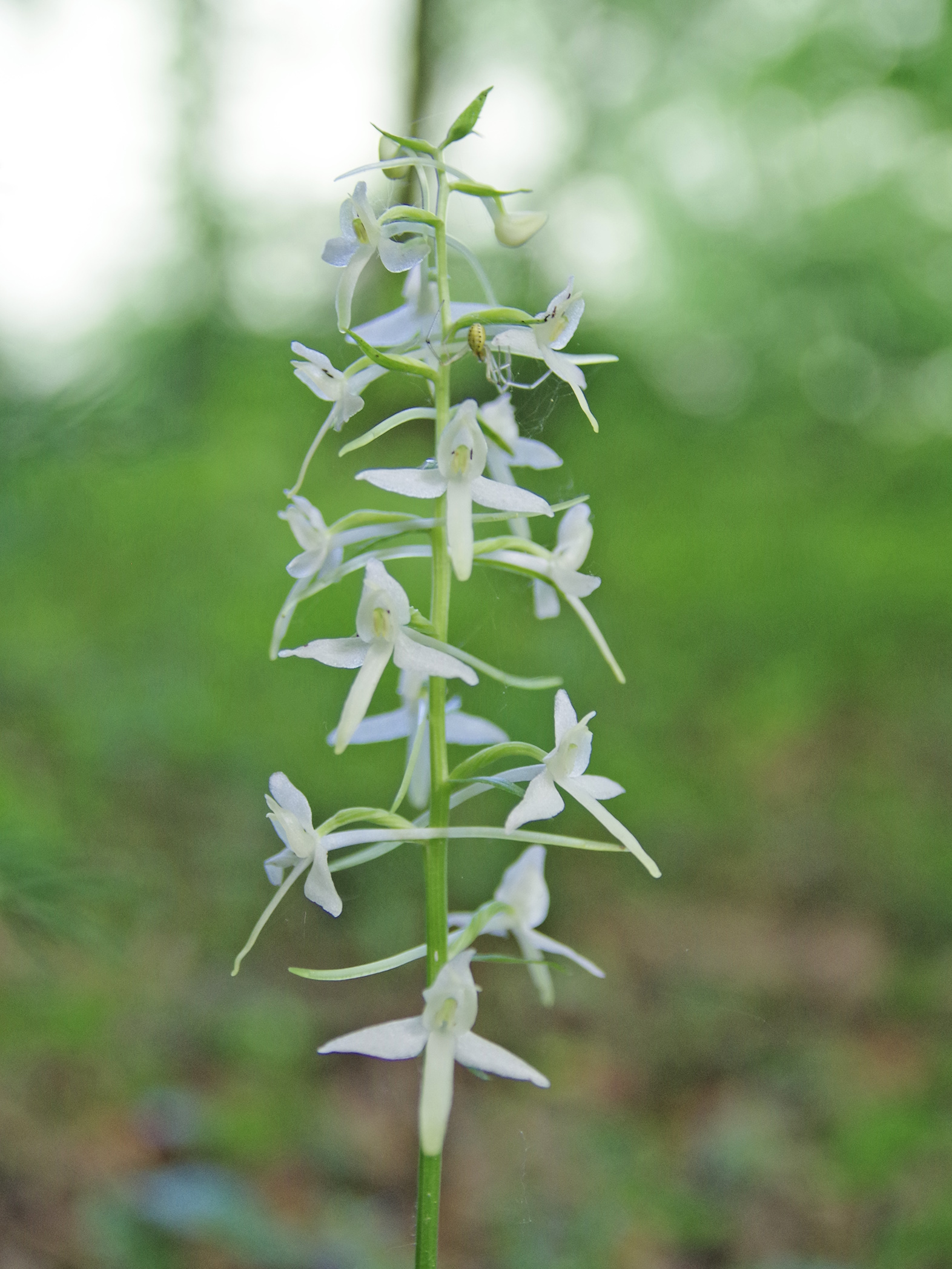 Platanthera bifolia_frauenkogel.jpg