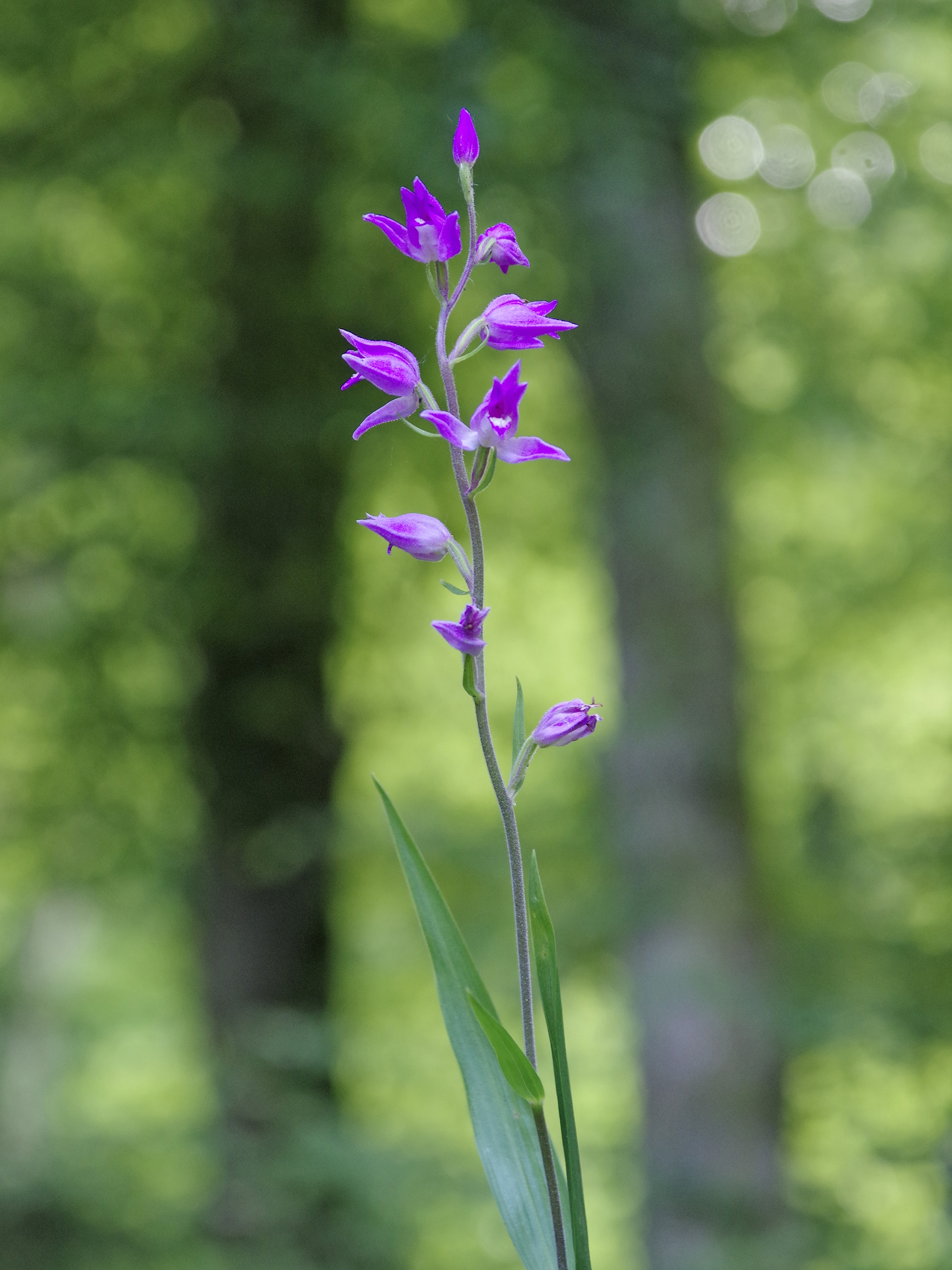 cephalanthera rubra_frauenkogel.jpg