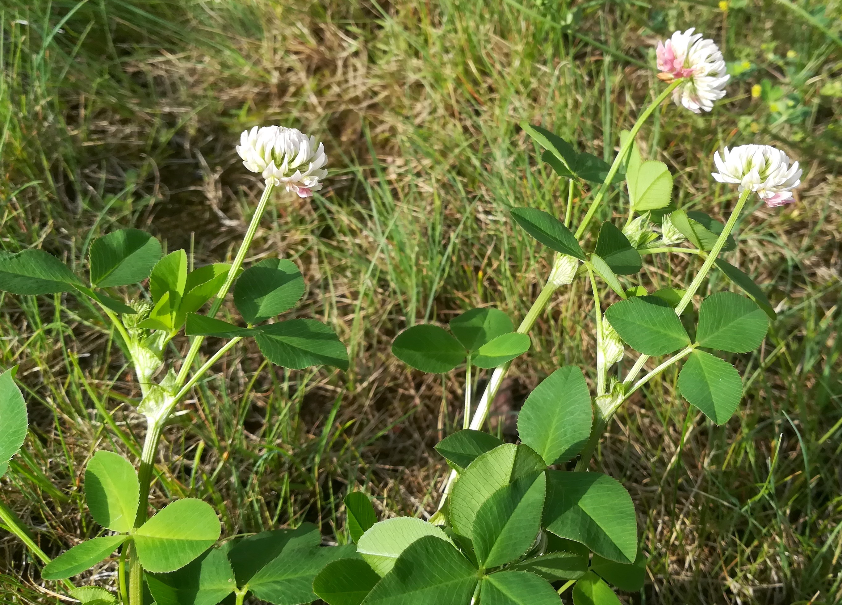 trifolium pratense subsp. pratense f. alba maria ellend kalvarienberg_20200622_091336.jpg