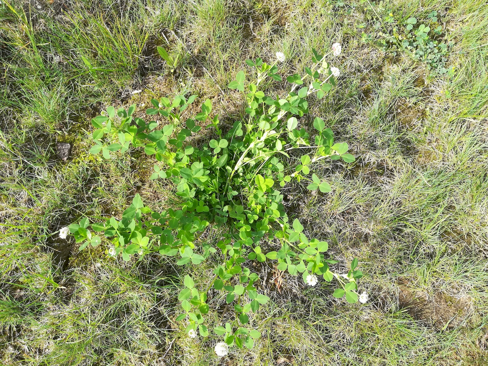 trifolium pratense subsp. pratense f. alba maria ellend kalvarienberg_20200622_091332.jpg