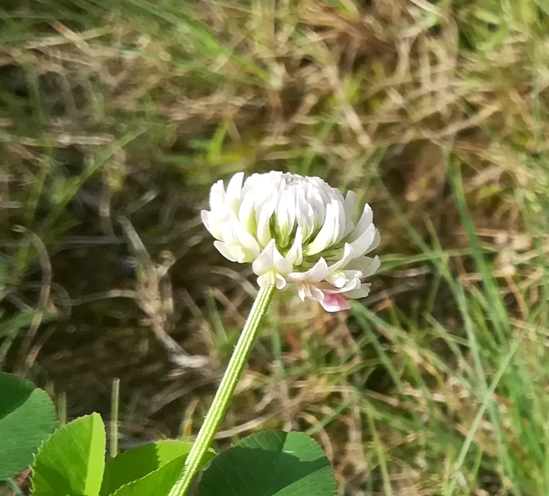 trifolium pratense subsp. pratense f. alba maria ellend kalvarienberg_20200622_091336.jpg