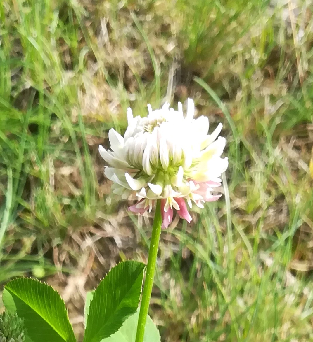 trifolium pratense subsp. pratense f. alba maria ellend kalvarienberg_20200622_091347.jpg