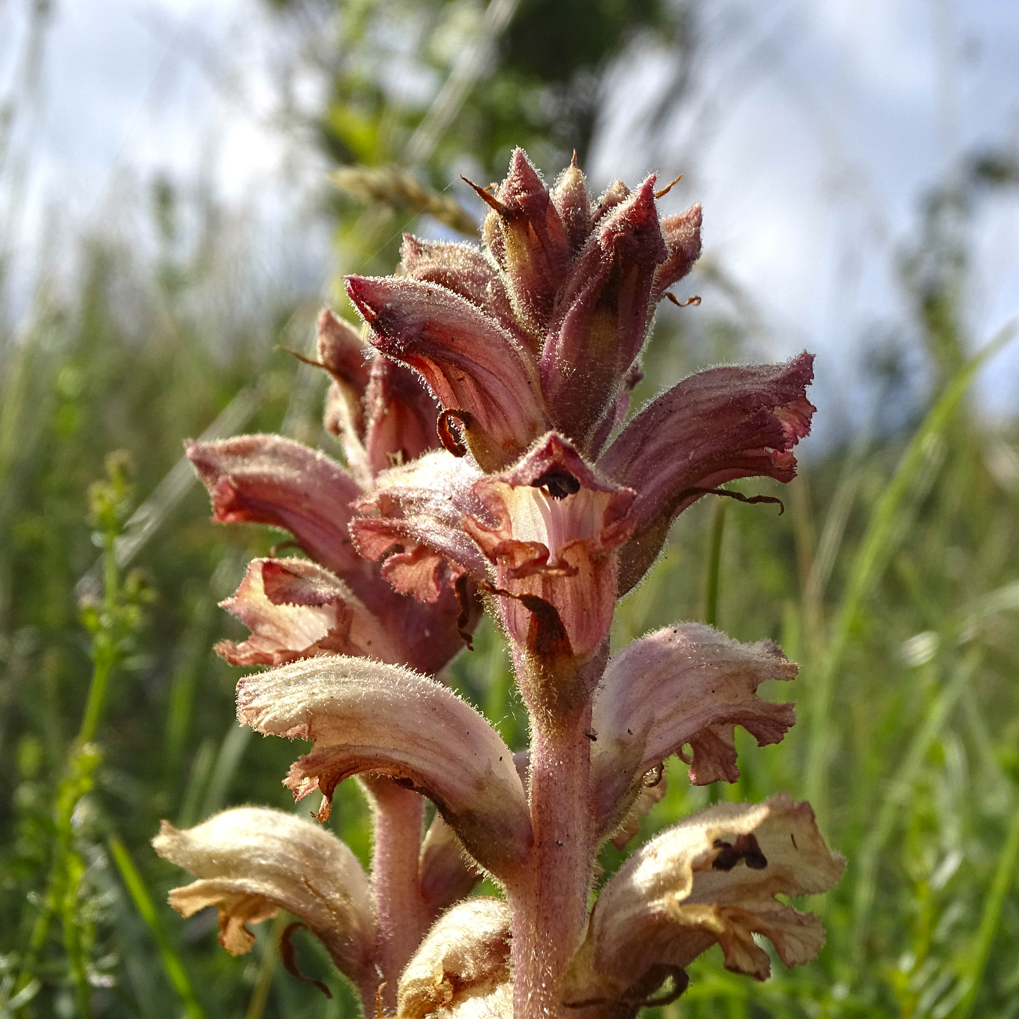 orobanche_niederschöckl4.jpg