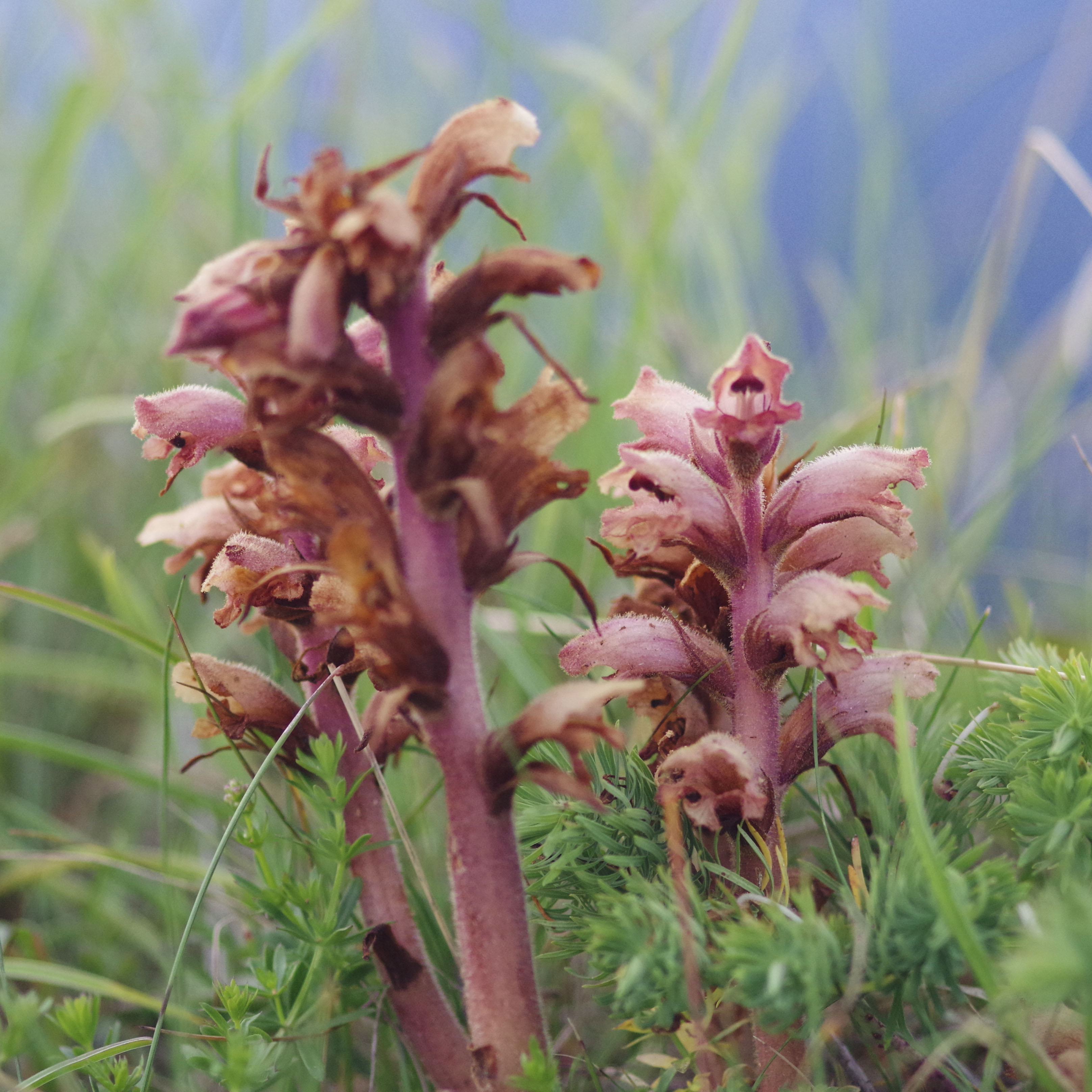 orobanche_niederschöckl3.jpg