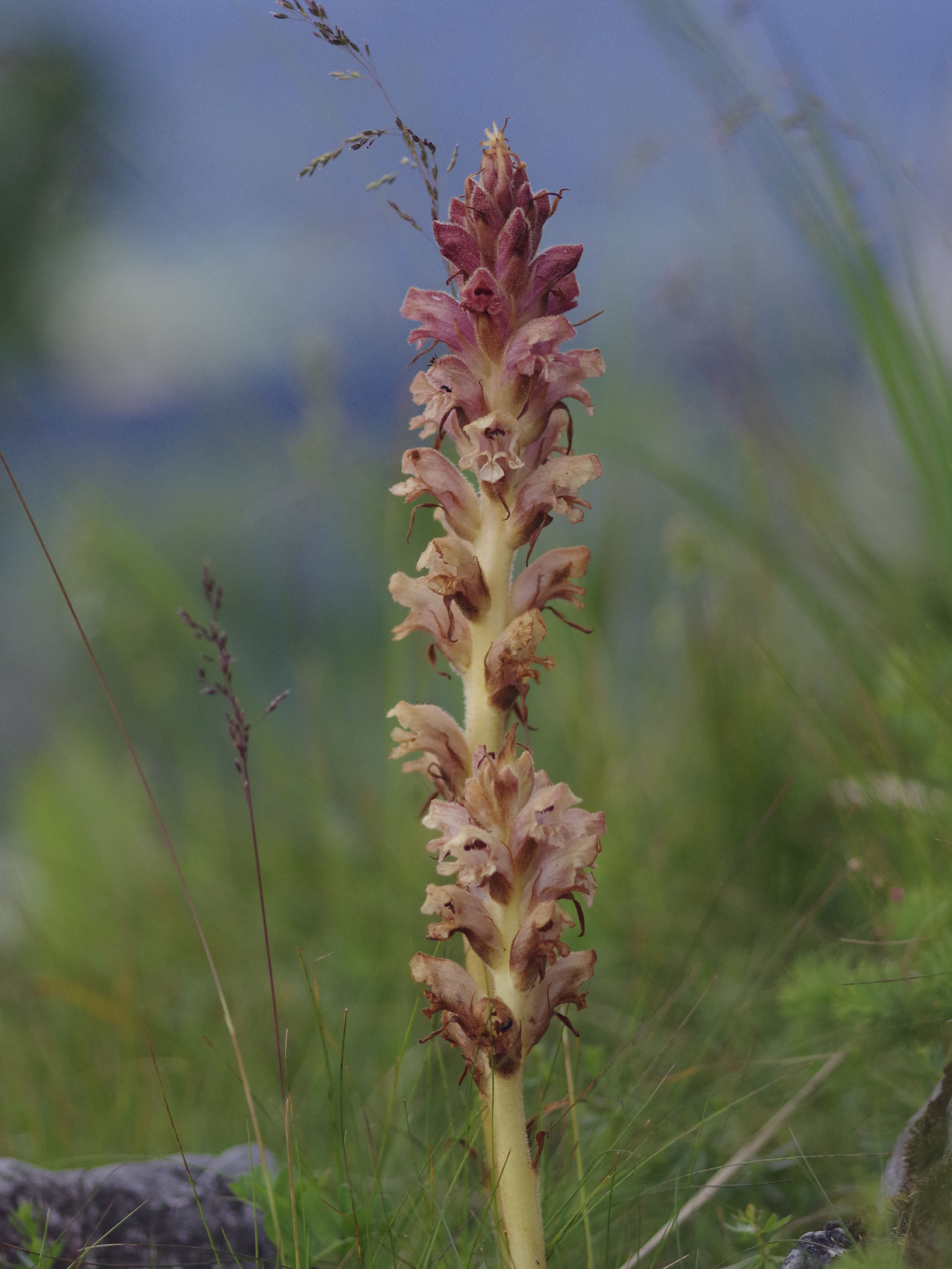 orobanche_niederschöckl2.jpg