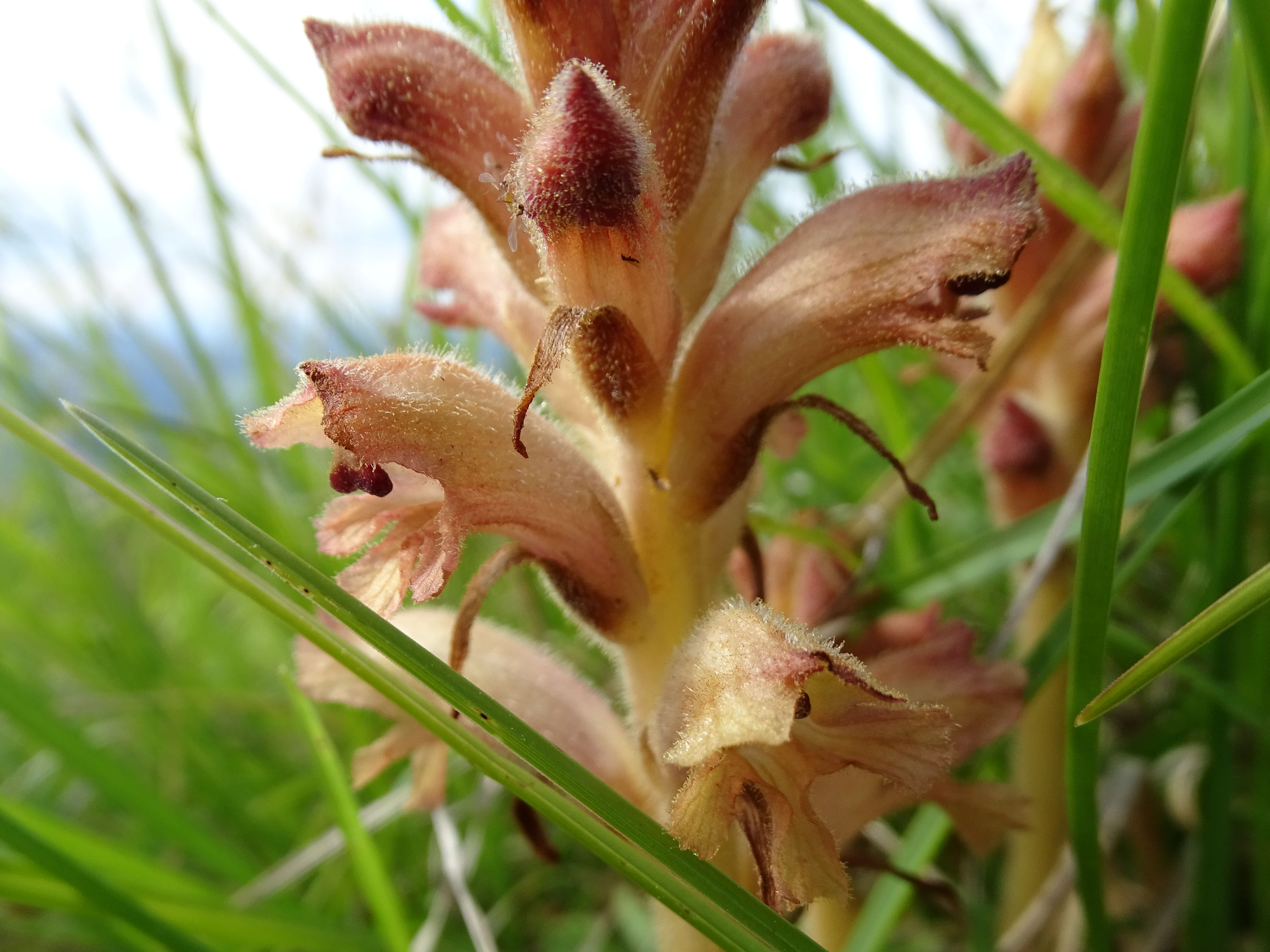 orobanche_niederschöckl5.jpg