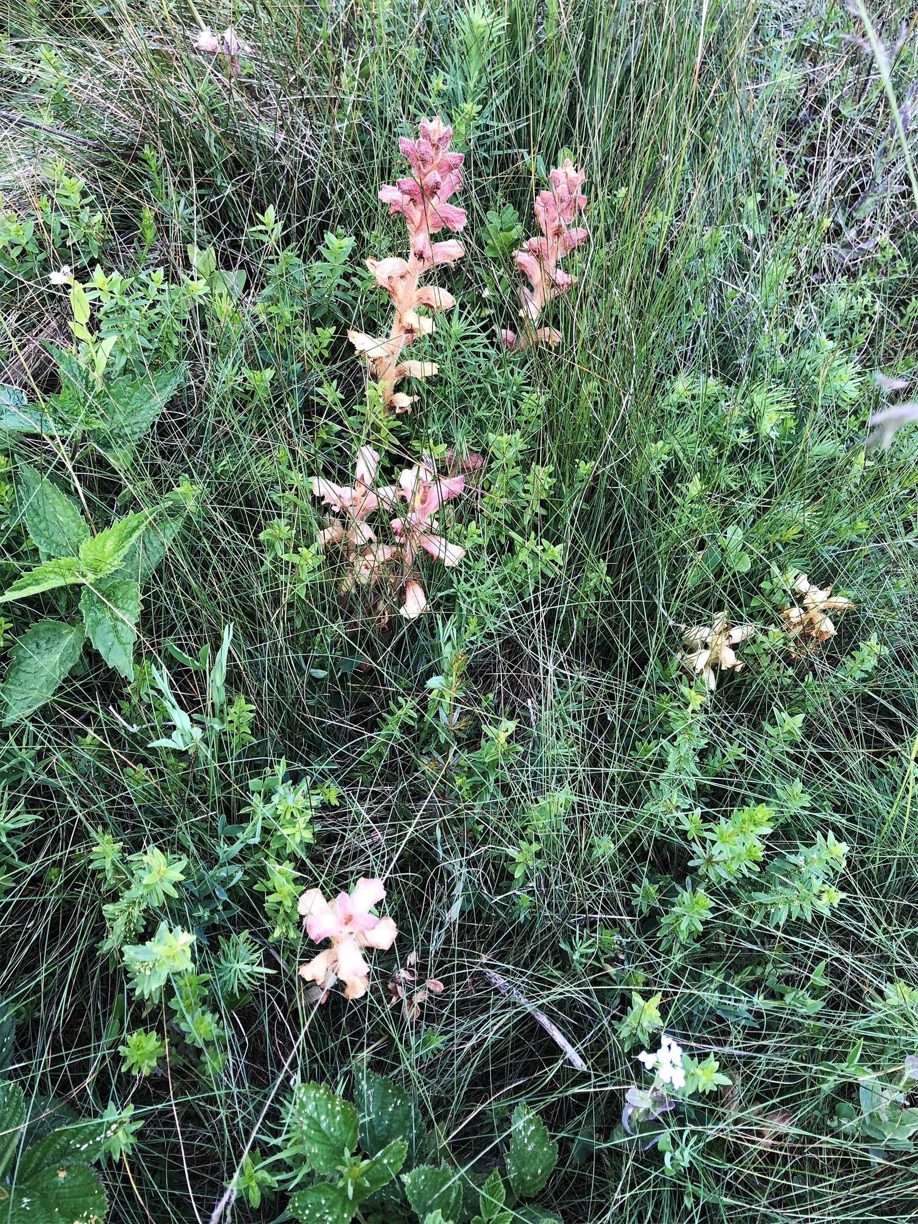 orobanche_niederschöckl6.jpg