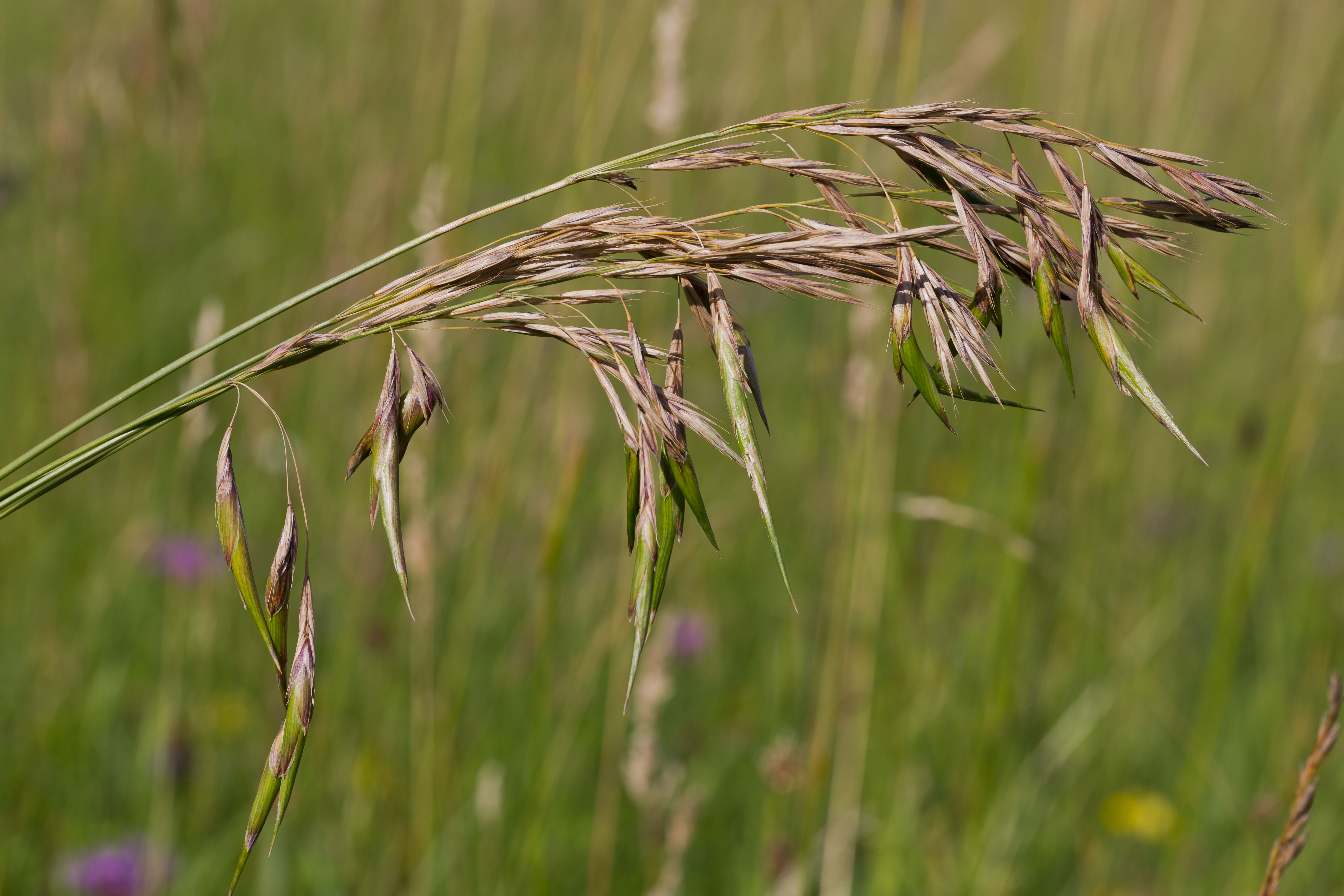 Poaceae_Bromus erectus Pseudoviviparie-2.jpg