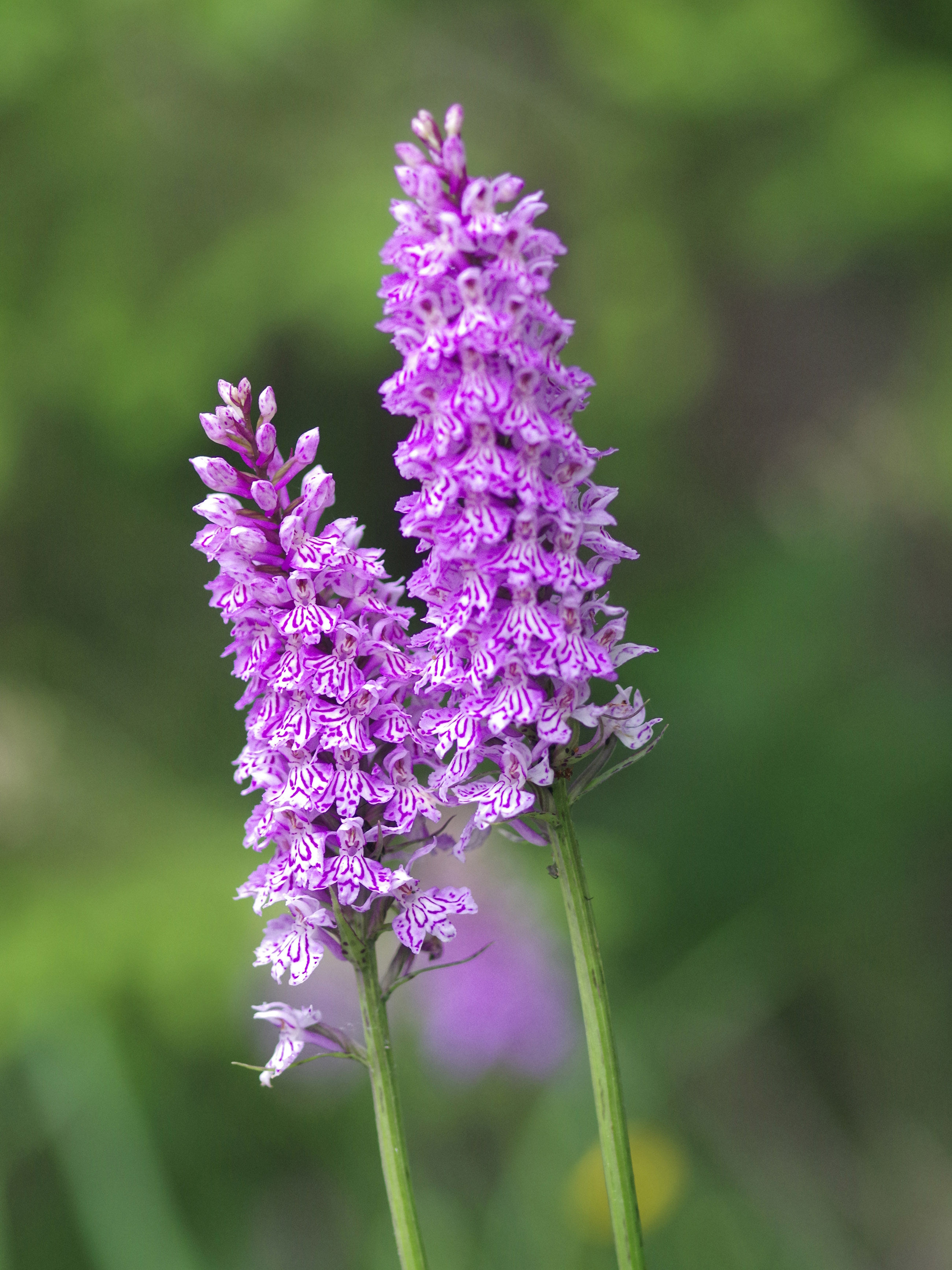 Dactylorhiza fuchsii_schoeckl.jpg