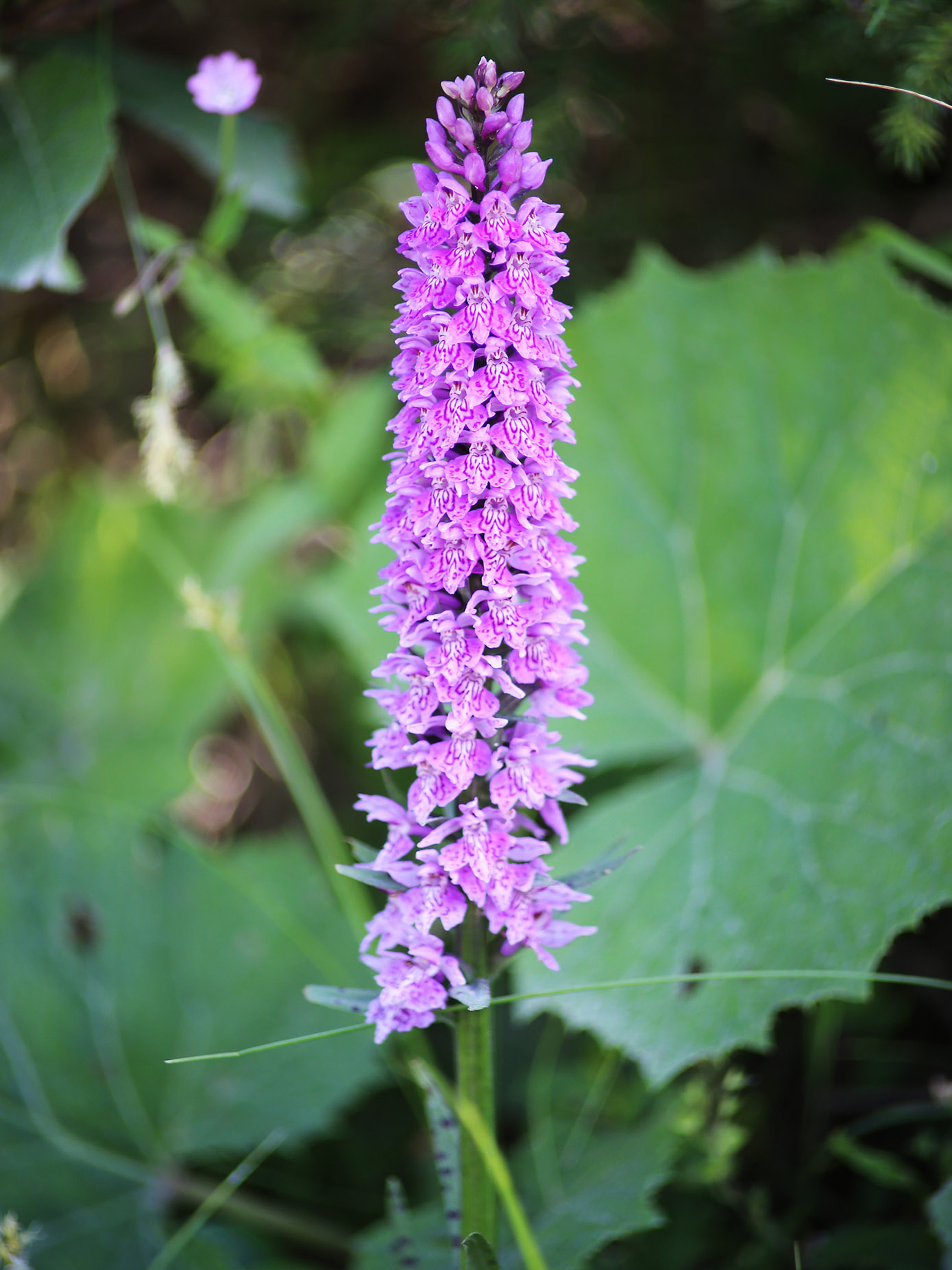 Dactylorhiza fuchsii_koralpe.jpg