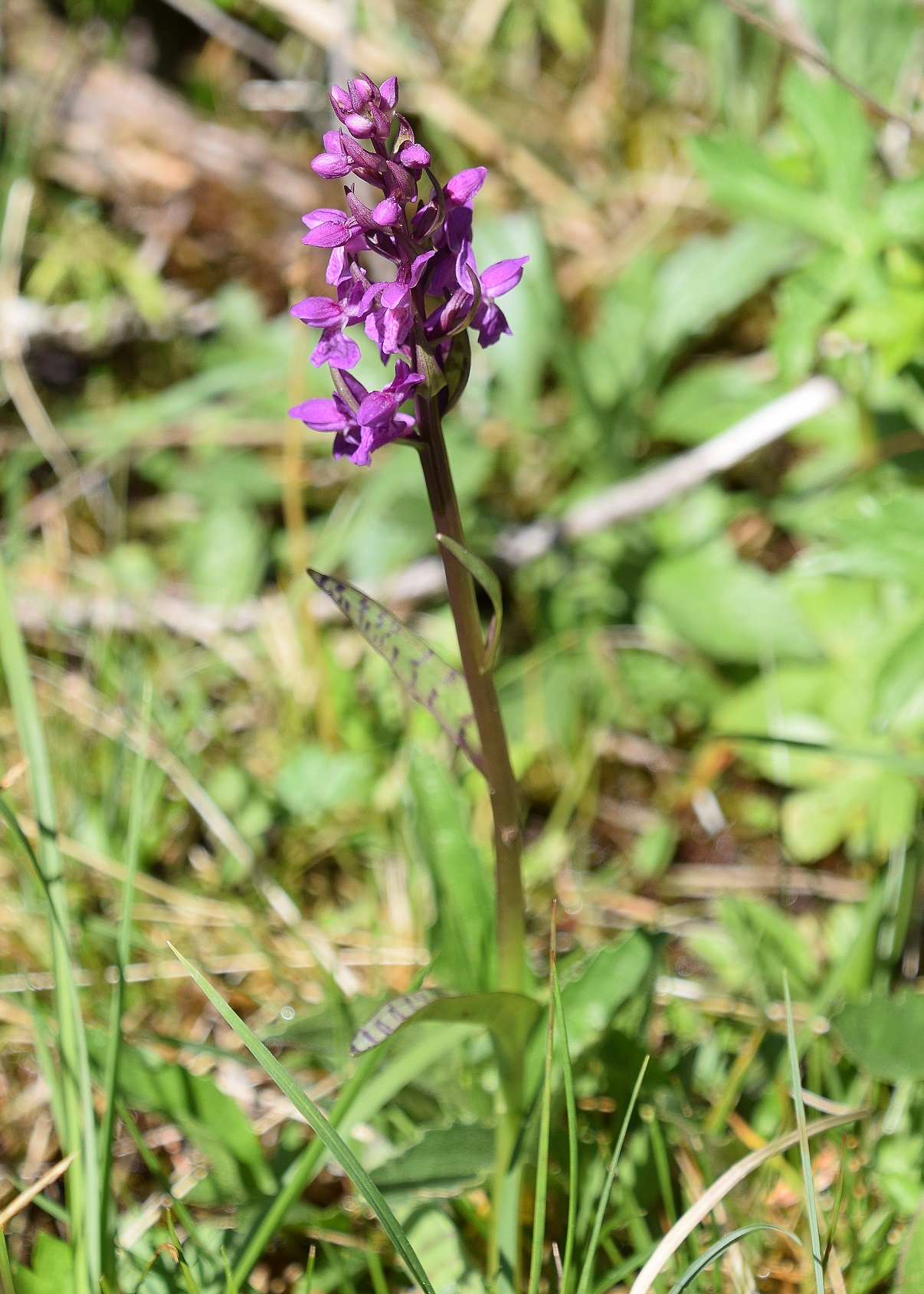 W-12062020-(5) - Dactylorhiza lapponica  - Lappland-Fingerwurz.JPG