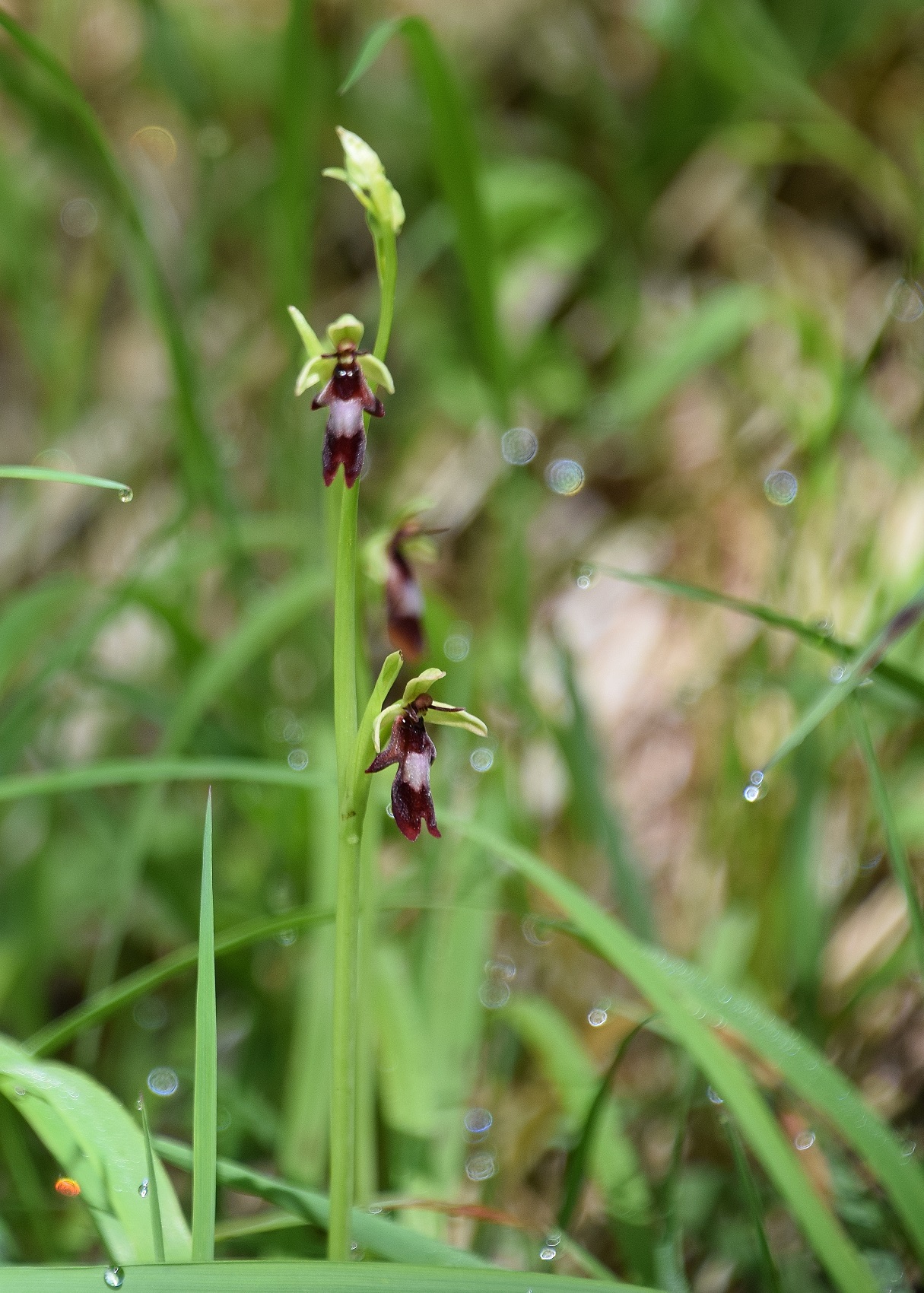 W-12062020-(42) - Ophrys insectifera - Fliegen-Ragwurz.JPG