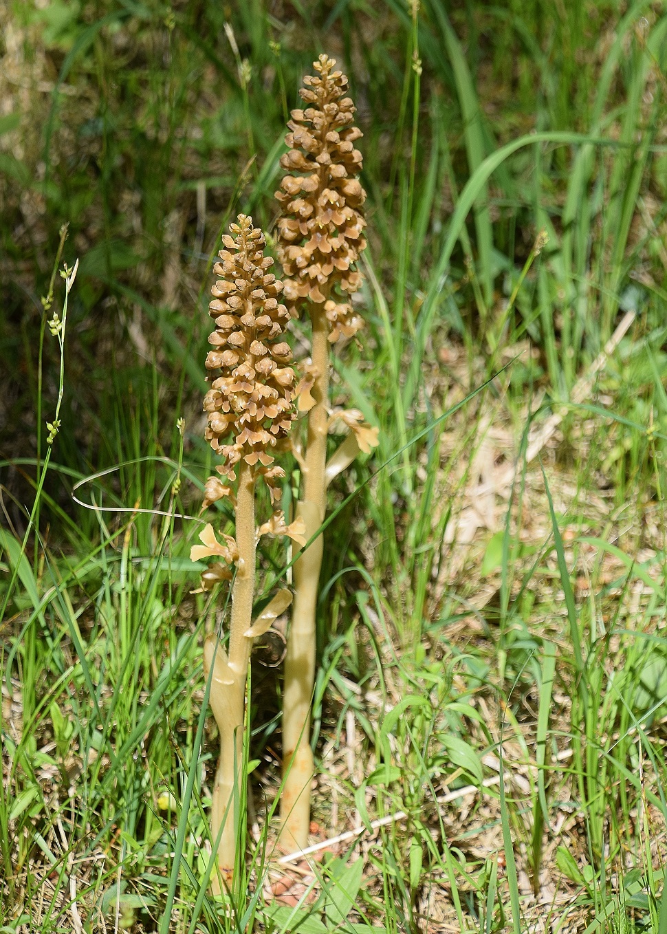 W-12062020-(51) - Neottia nidus-avis - Vogel-Nestwurz.JPG