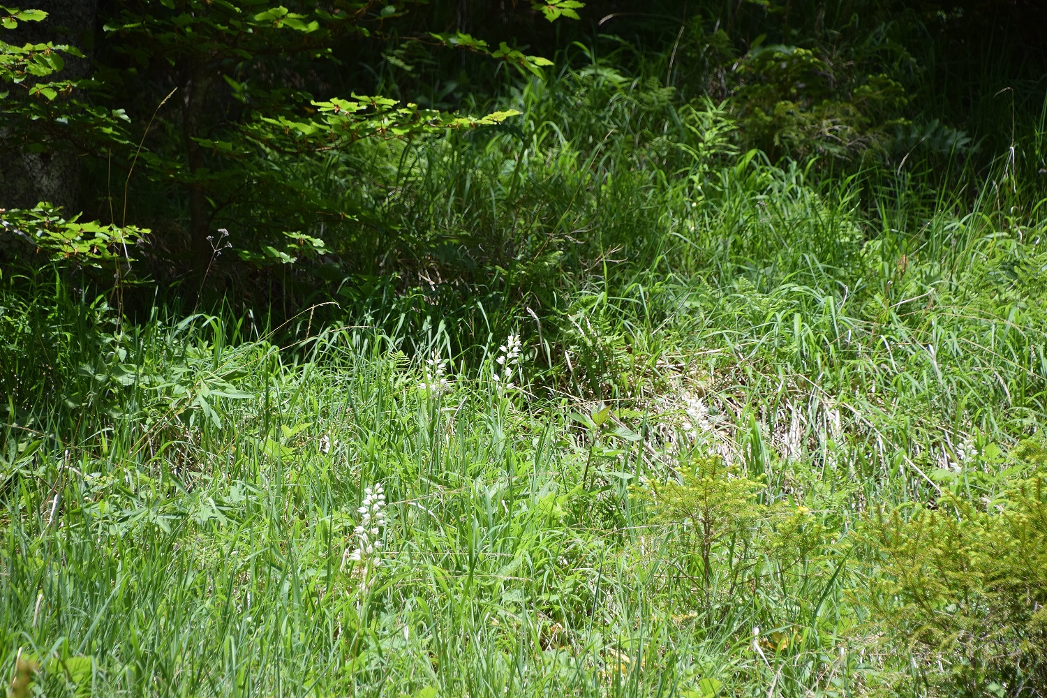 W-12062020-(80) - Weg zur Scharte - Cephalantera longifolia - Schmalblatt-Waldvögelein.JPG