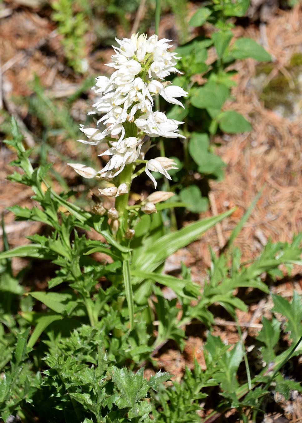 W-12062020-(96) - Weg zur Scharte - Cephalantera longifolia - Schmalblatt-Waldvögelein.JPG