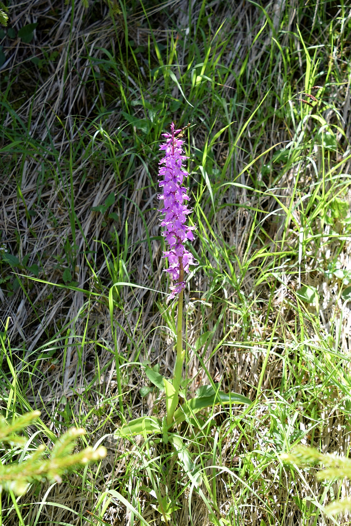 W-12062020-(142) - Abstieg Forststrasse - Orchis mascula ssp. speciosa - Prächtiges Manns-Knabenkraut.JPG