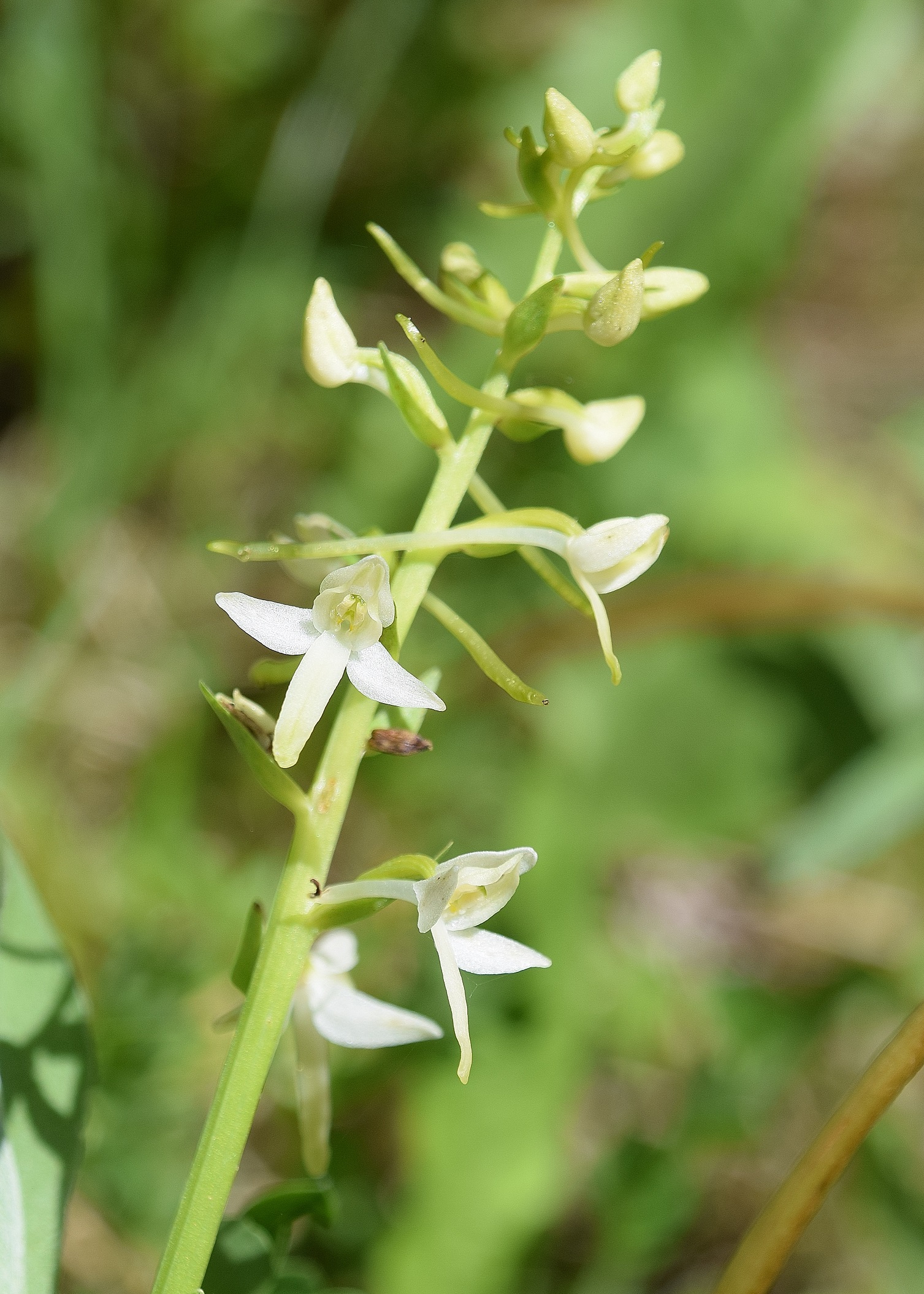 W-12062020-(152) - Platanthera bifolia - Weiß-Waldhyazinthe.JPG