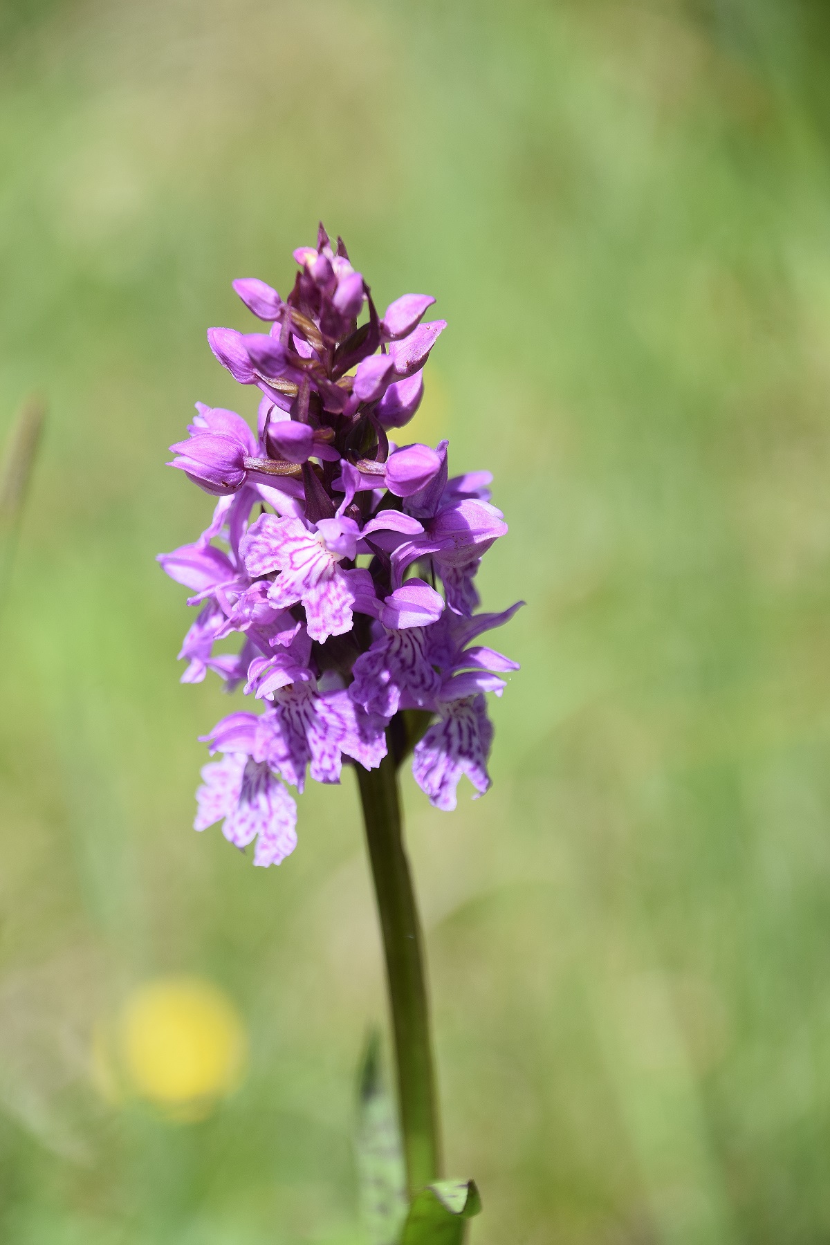 W-12062020-(167) - Dactylorhiza fuchsii - Fuchs-Fingerwurz.JPG