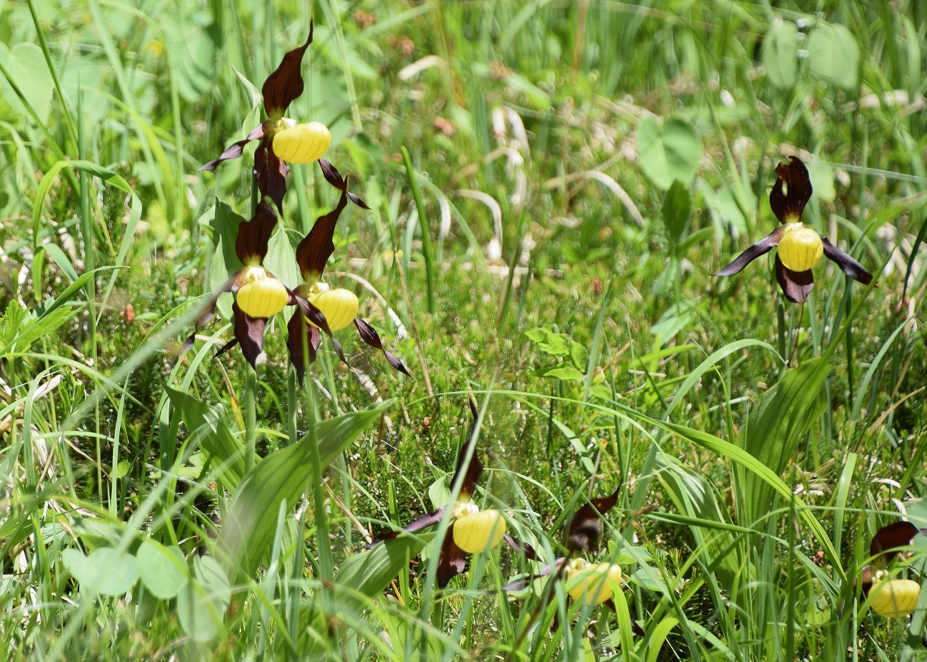 Kernhof-12062020-(17) -  - Cypripedium calceolus - Frauenschuh.JPG