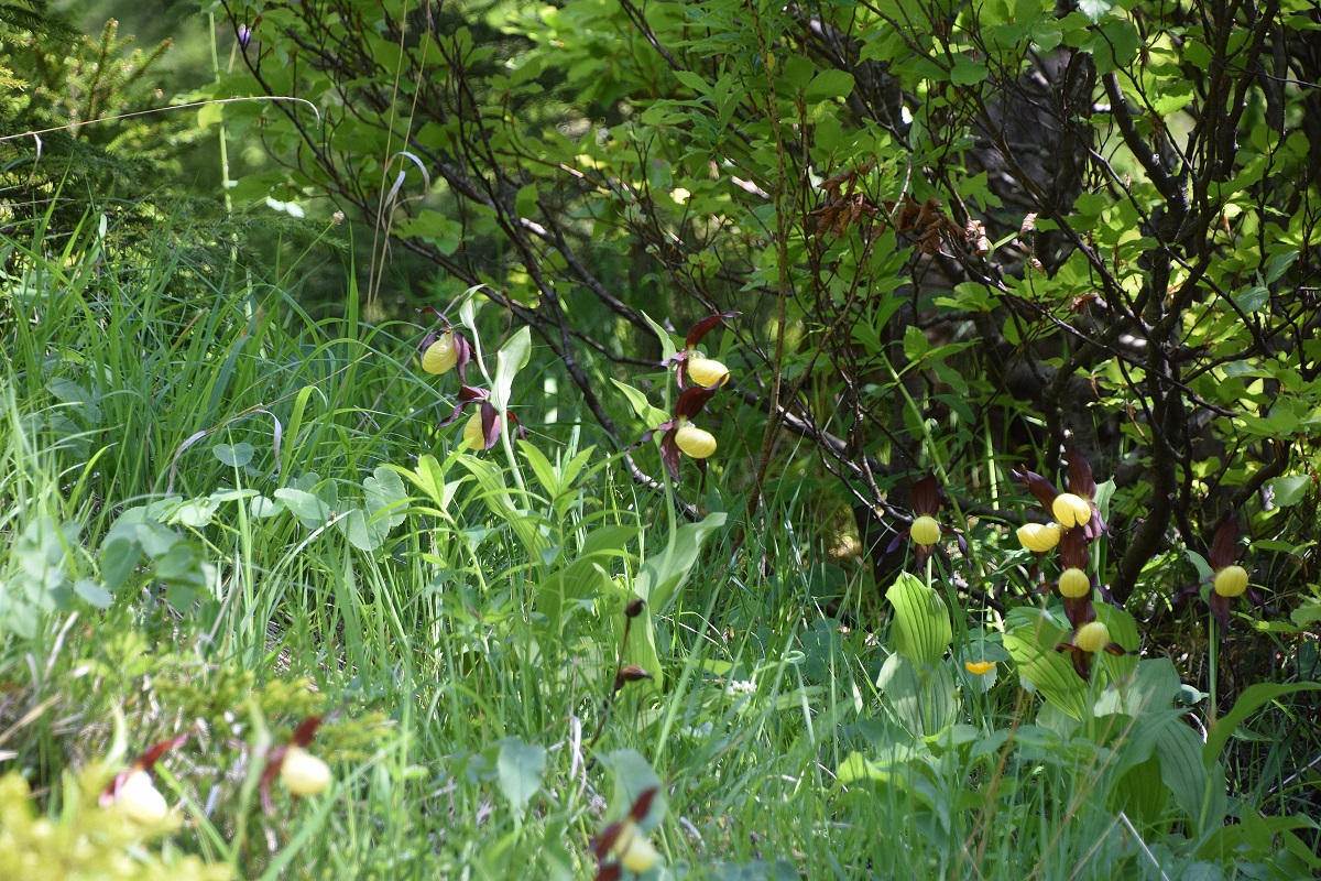 Kernhof-12062020-(18) -  - Cypripedium calceolus - Frauenschuh.JPG