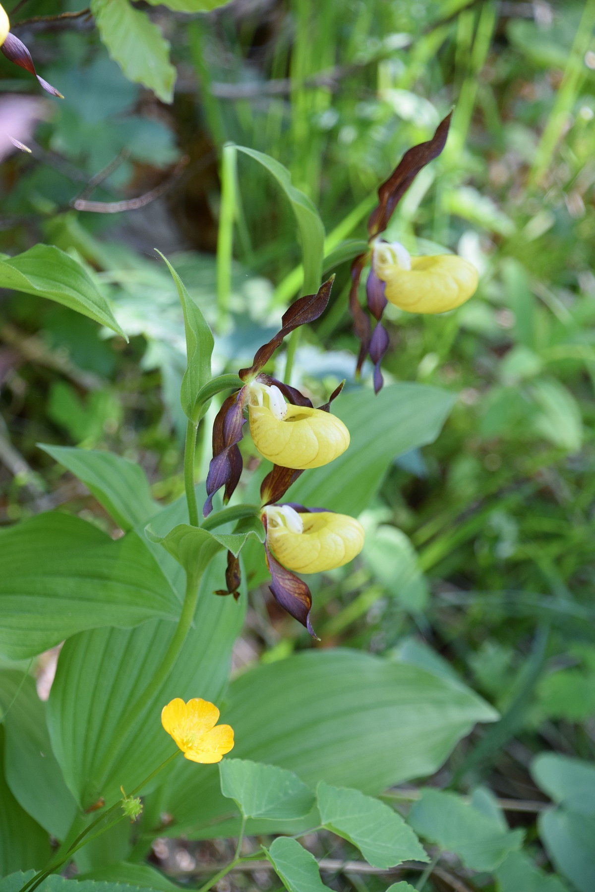 Kernhof-12062020-(19) -  - Cypripedium calceolus - Frauenschuh.JPG