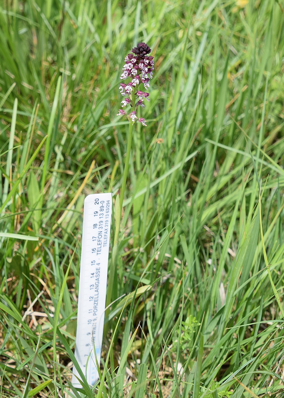 P-W - 24062020-(35) - Neotinea ustulata ssp. aestivalis - Sommer Brandknabenkraut.JPG