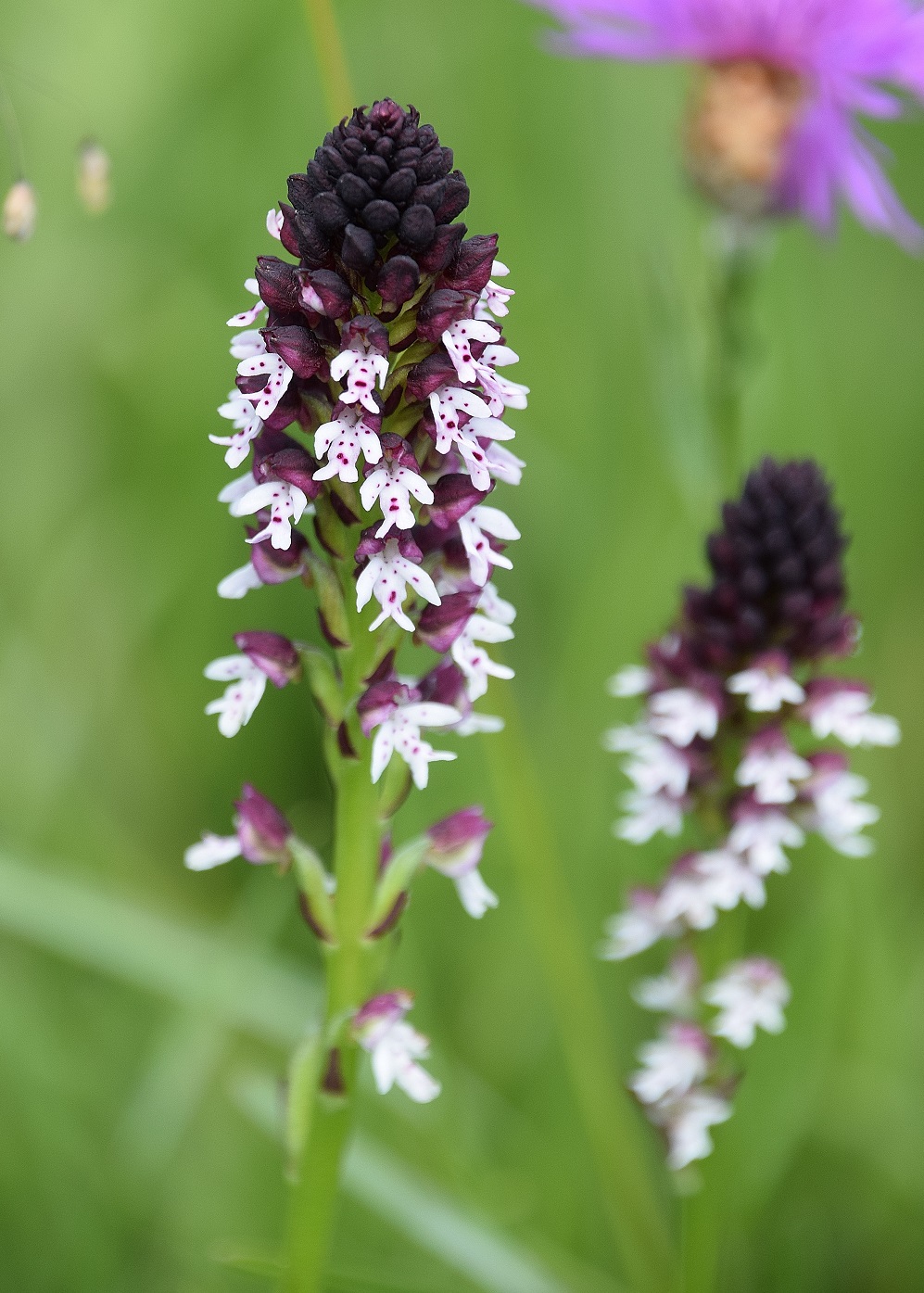 P-W - 24062020-(36) - Neotinea ustulata ssp. aestivalis - Sommer Brandknabenkraut.JPG