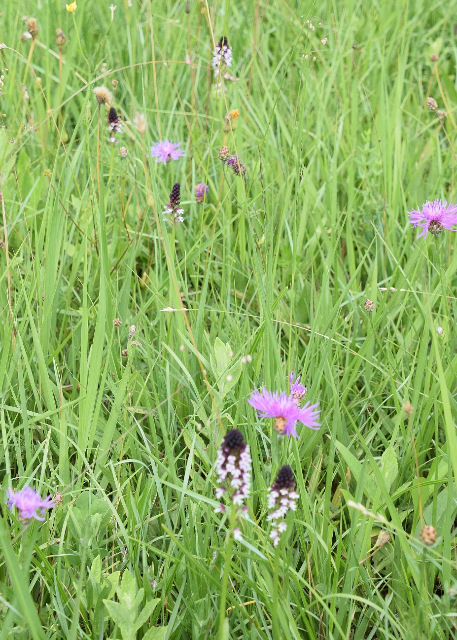 P-W - 24062020-(37) - Neotinea ustulata ssp. aestivalis - Sommer Brandknabenkraut.JPG