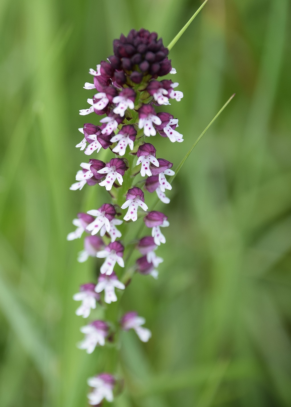 P-W - 24062020-(38) - Neotinea ustulata ssp. aestivalis - Sommer Brandknabenkraut.JPG