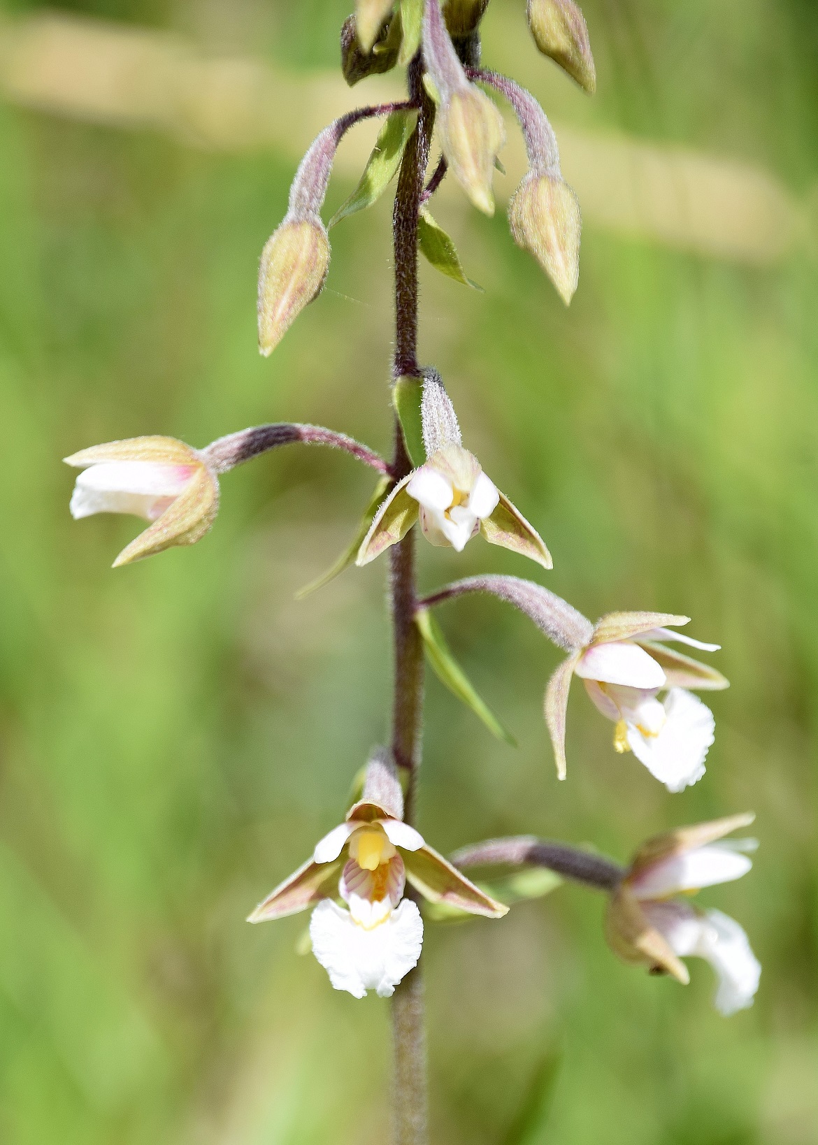 P-W - 24062020-(68) - Epipactis palustris - Sumpf-Ständelwurz.JPG