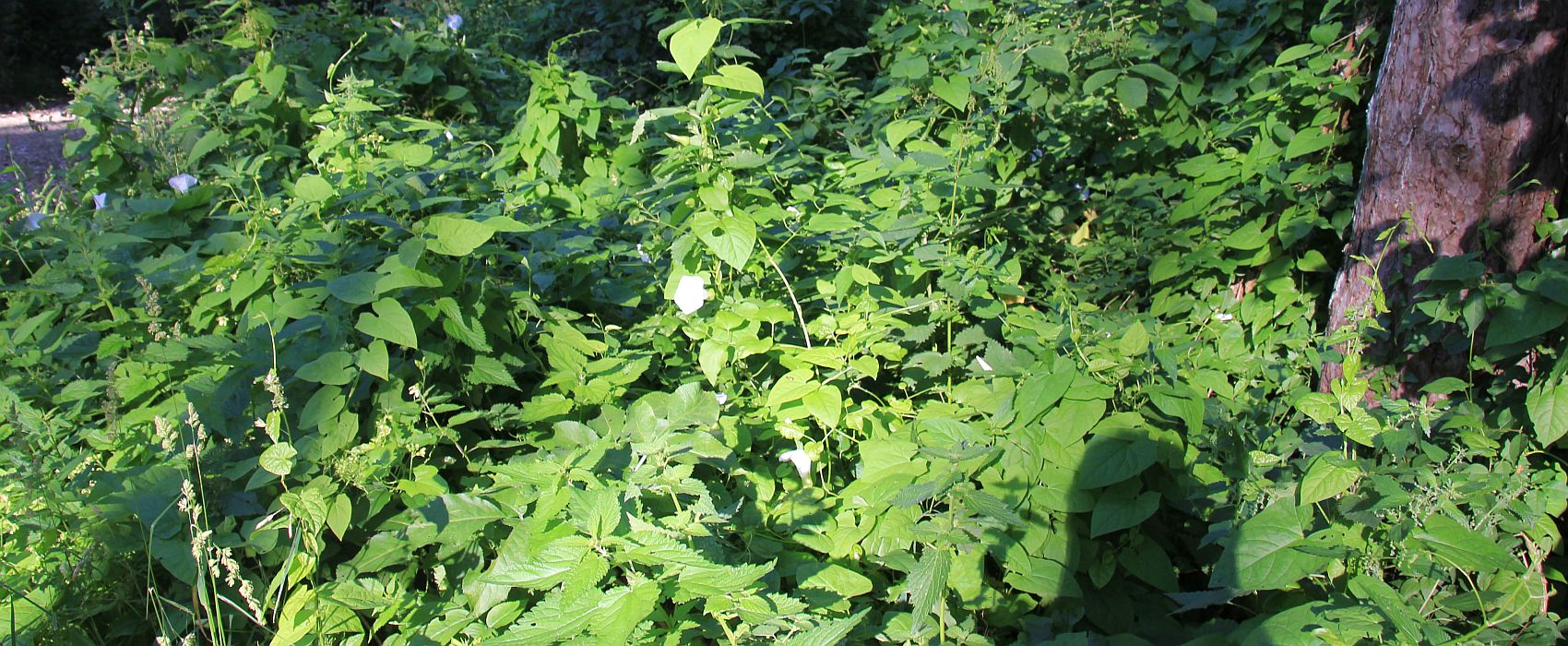 Calystegia silvatica Perchtoldsdorf_20200623_02.jpg