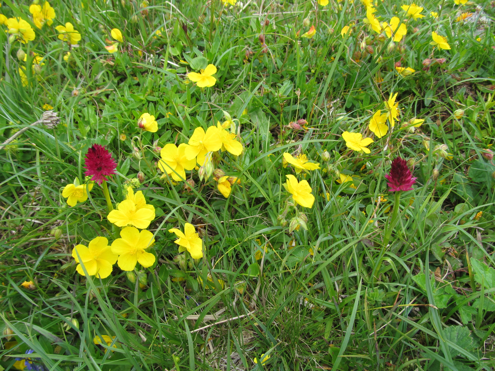 IMG_9564 Nigritella bicolor, Hofalm.JPG