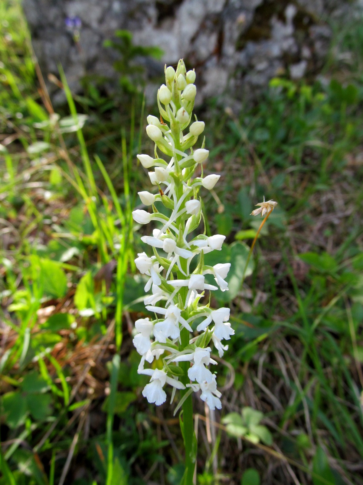 IMG_9556 Gymnadenia conopsea, Hofalm.JPG