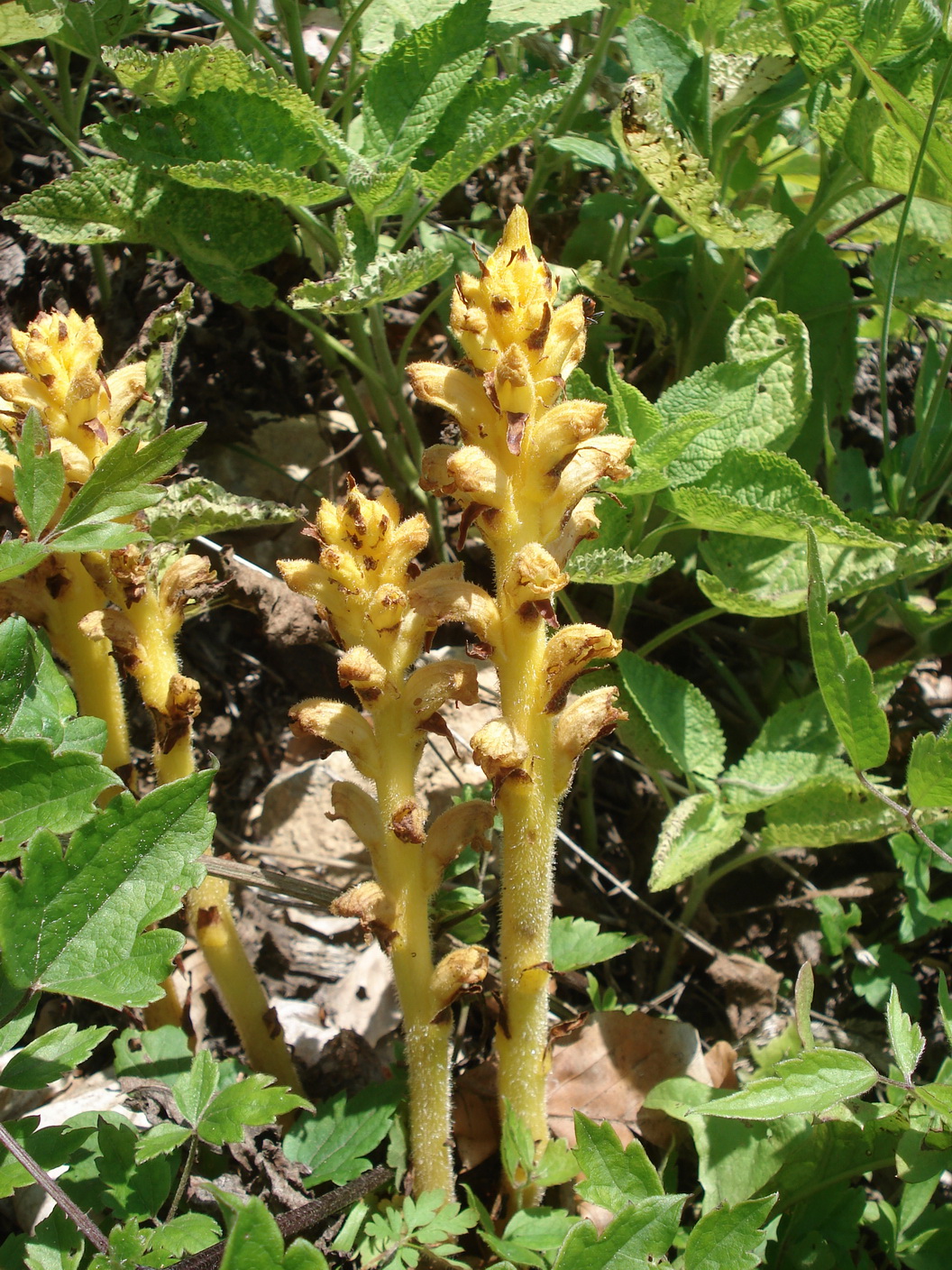 Orobanche.salviae.St-Pleschkogel.27.6.20.JPG