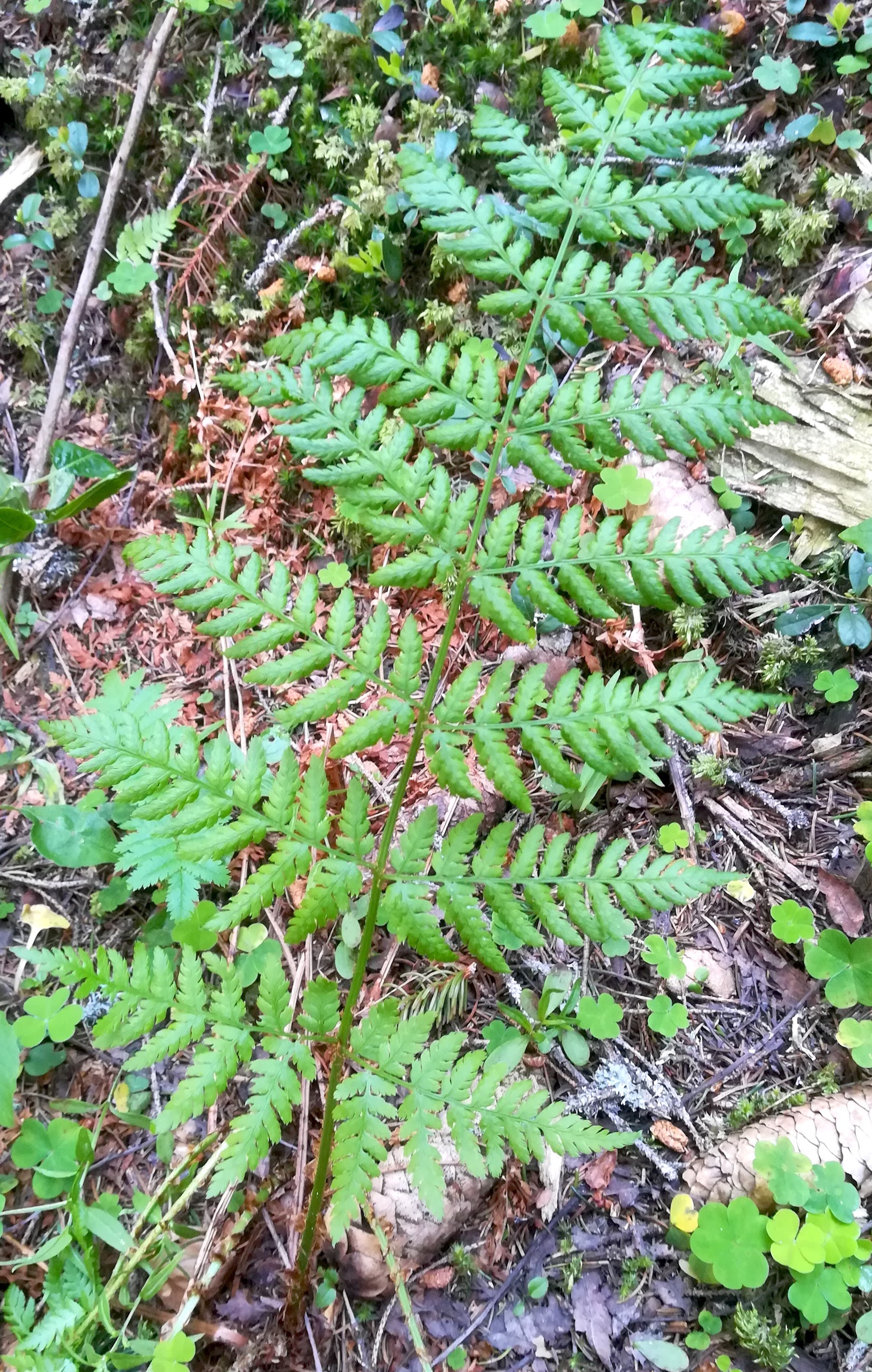 dryopteris cf. expansa rax bergstation_20200627_094920.jpg