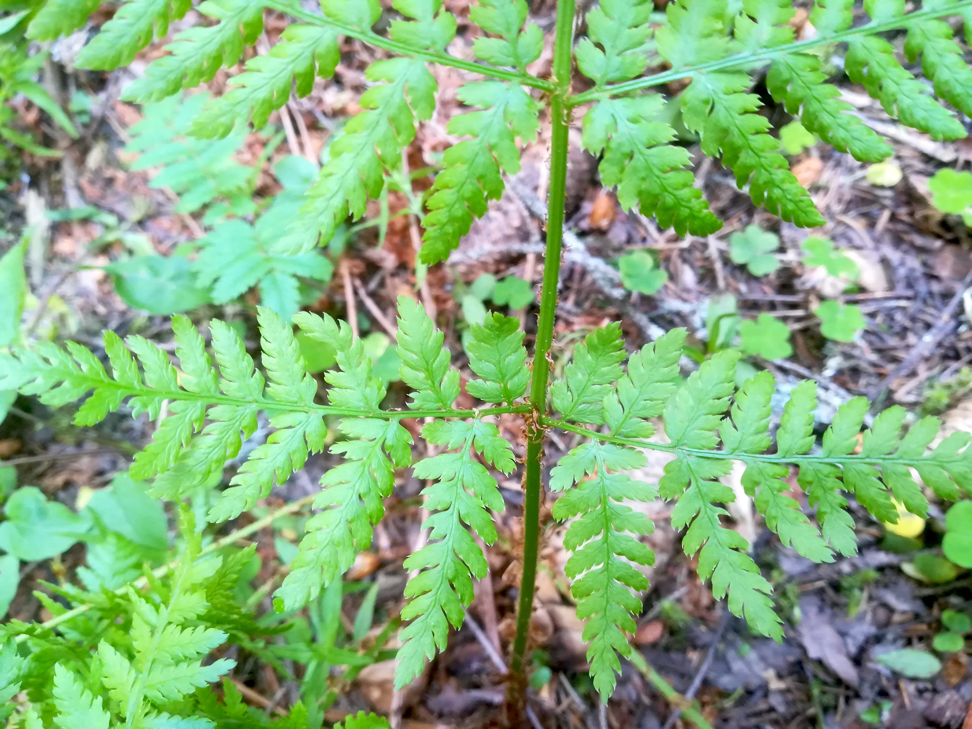 dryopteris cf. expansa rax bergstation_20200627_094936.jpg